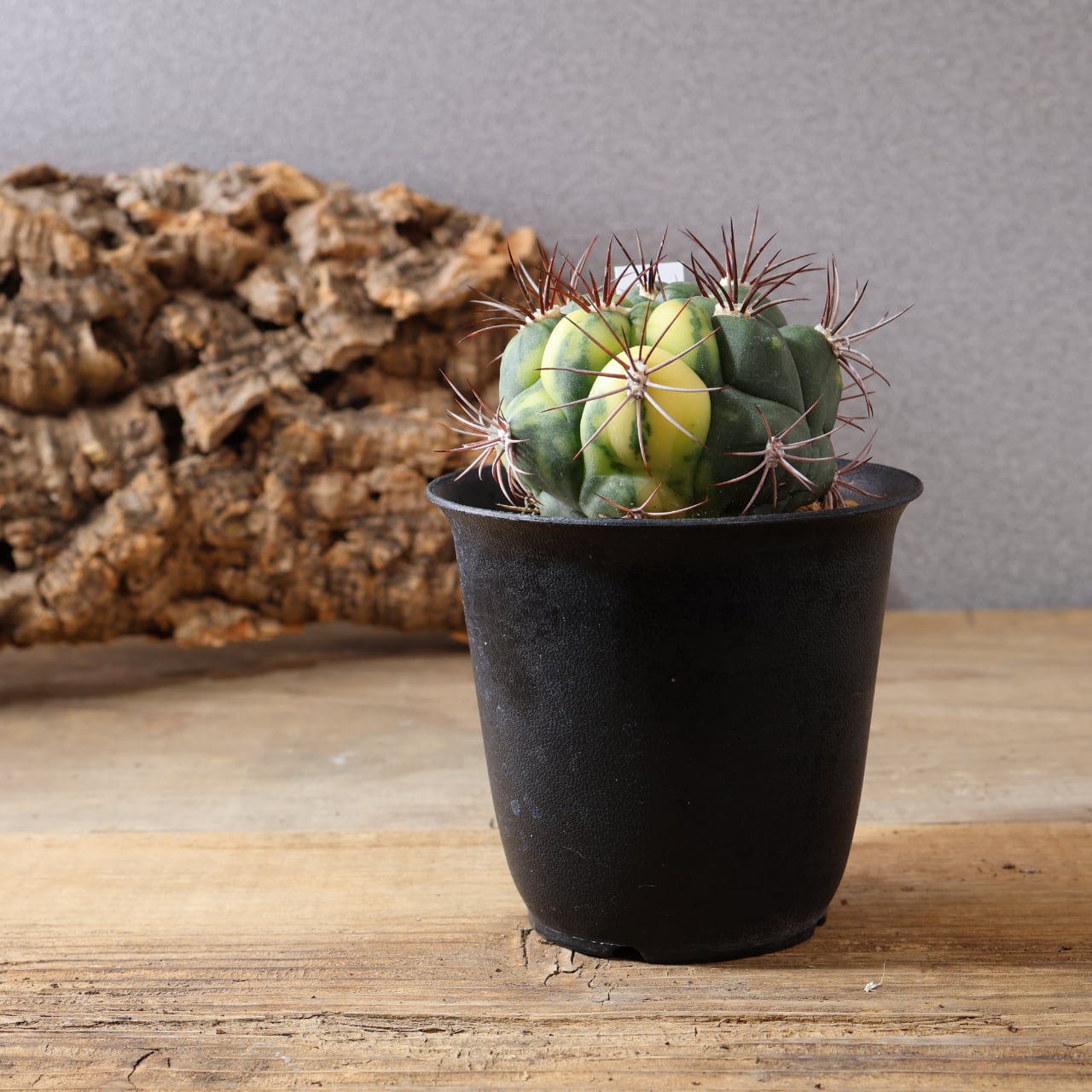 526『新天地』サボテン 観葉植物【送料無料】 | MARX PLANTS | 観葉