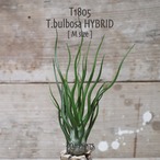 【送料無料】bulbosa HYBRID M〔エアプランツ〕現品発送T1805
