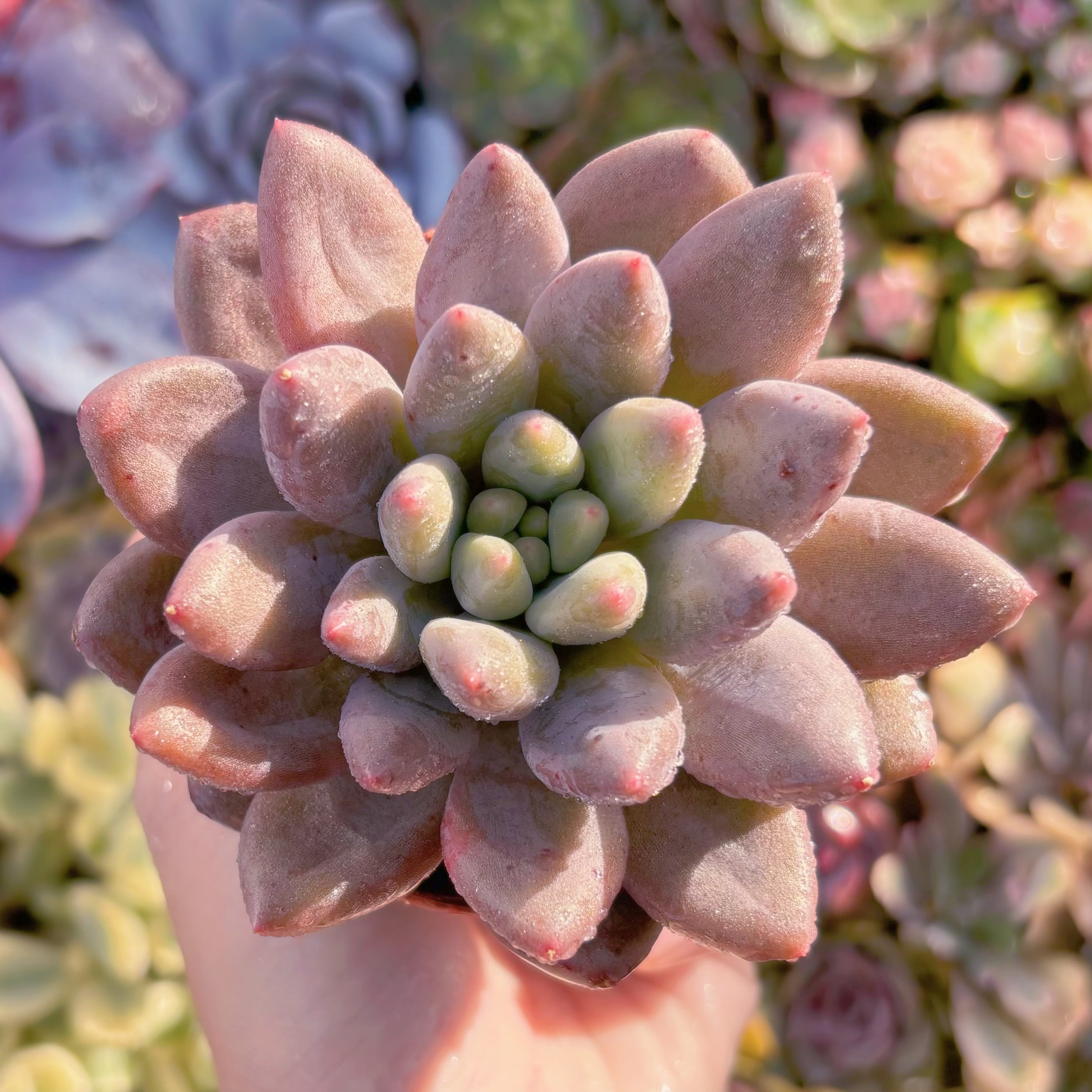 現品　水晶#A050　るる農園