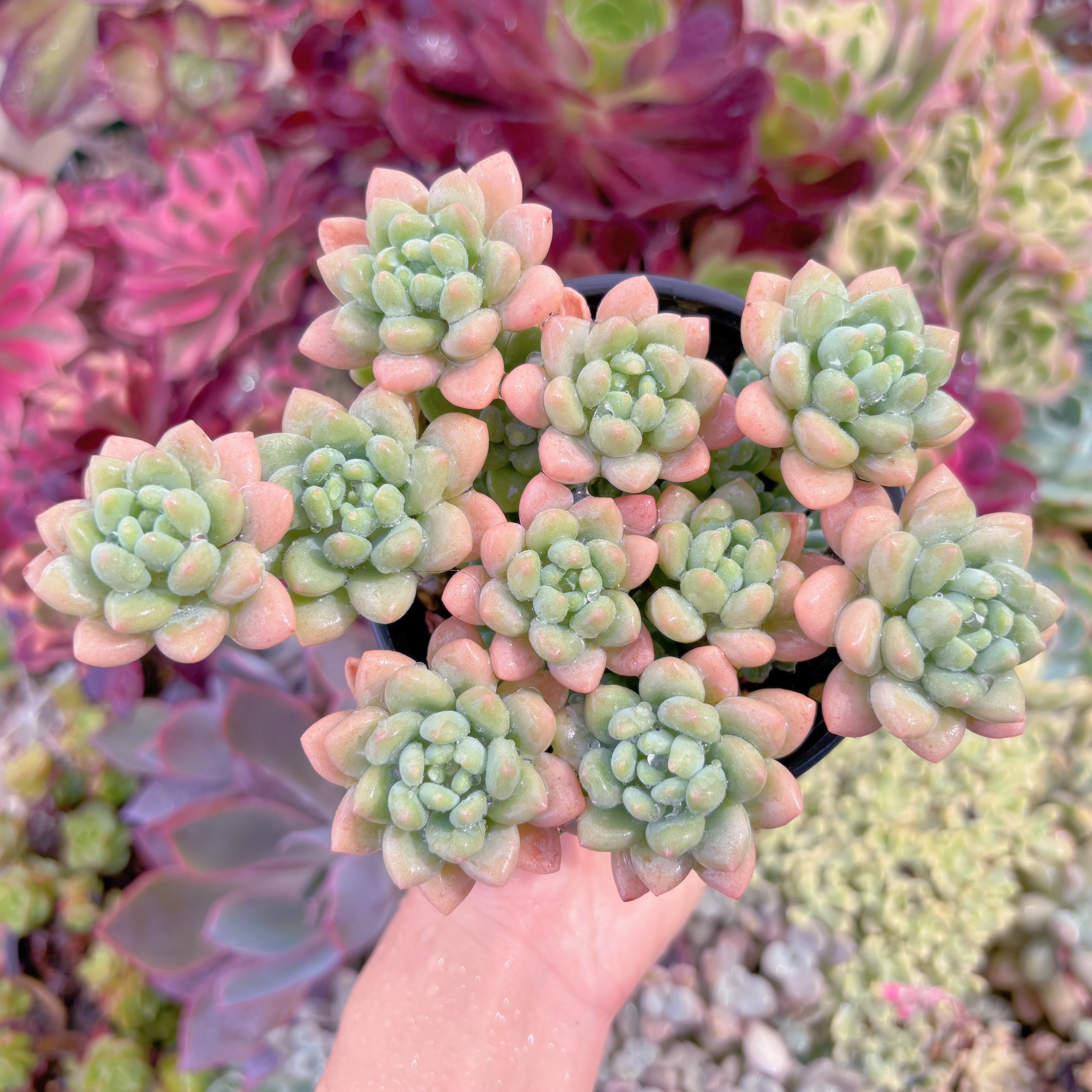 現品　ロココ#765   大群生　るる農園