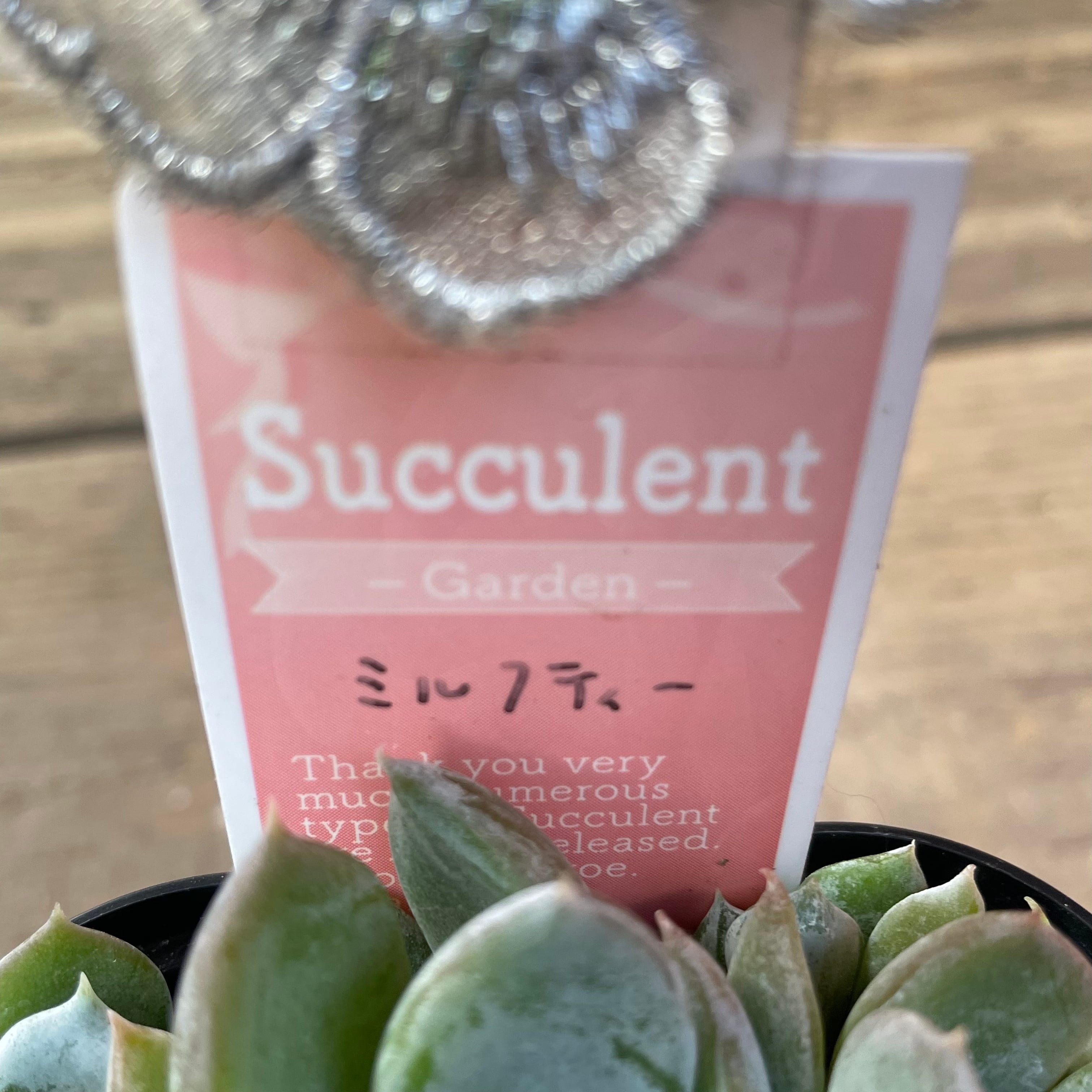 ミルクティー | RuPo 多肉植物専門店