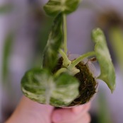 Alocasia Ninja Tricolor│アロカシア ニンジャ 斑入③│観葉植物