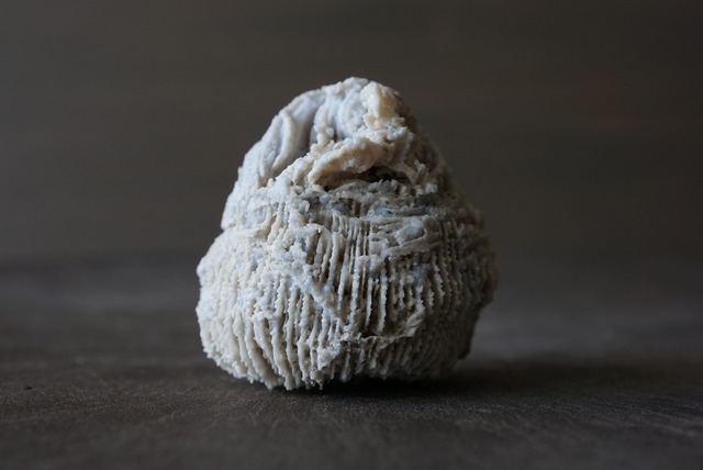 ドイツ産サンゴ化石　Thecosmilia trichotoma　875