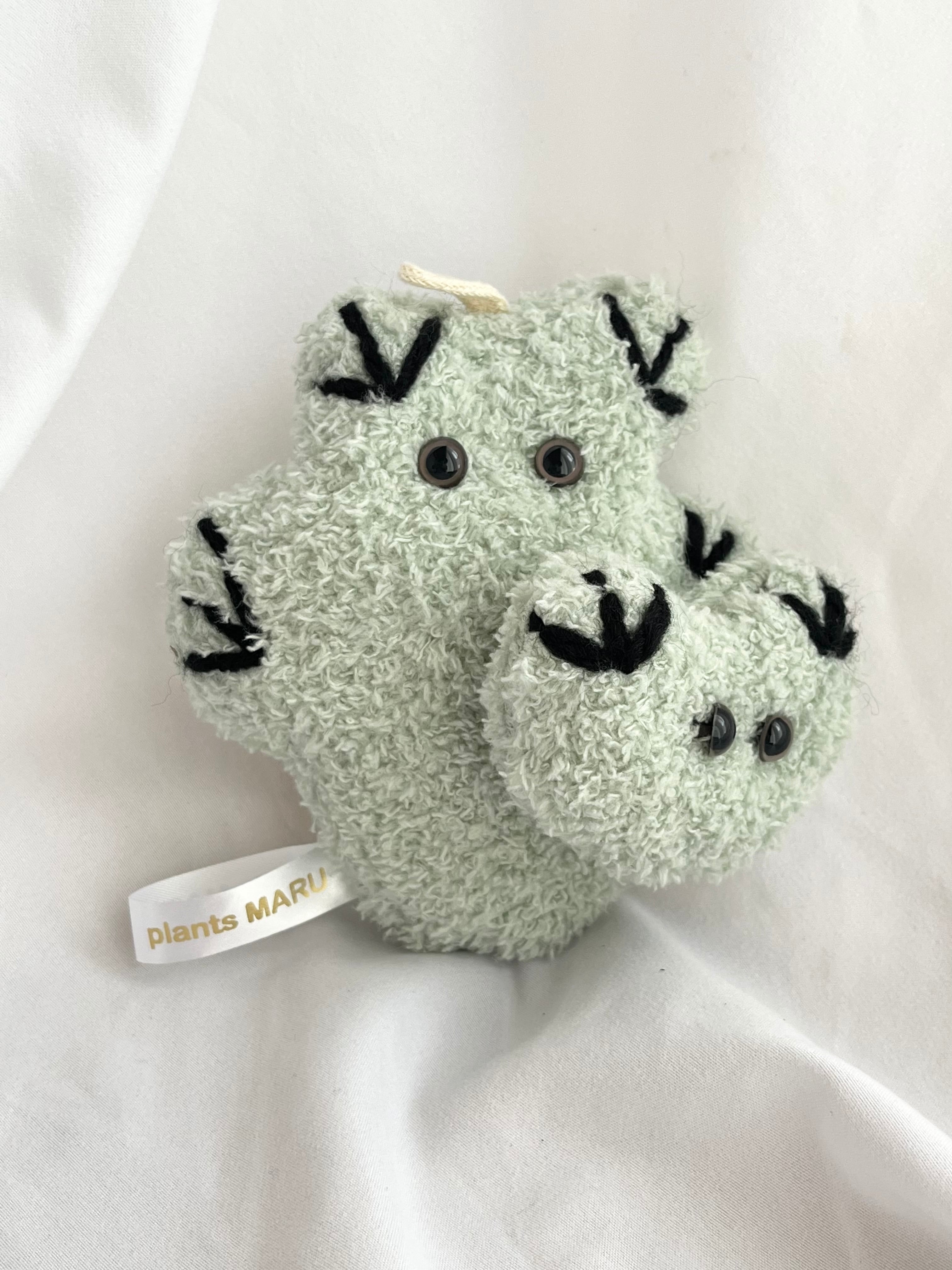 Ortegocactus オルテゴカクタス | plants MARU ーサボテン・多肉植物の