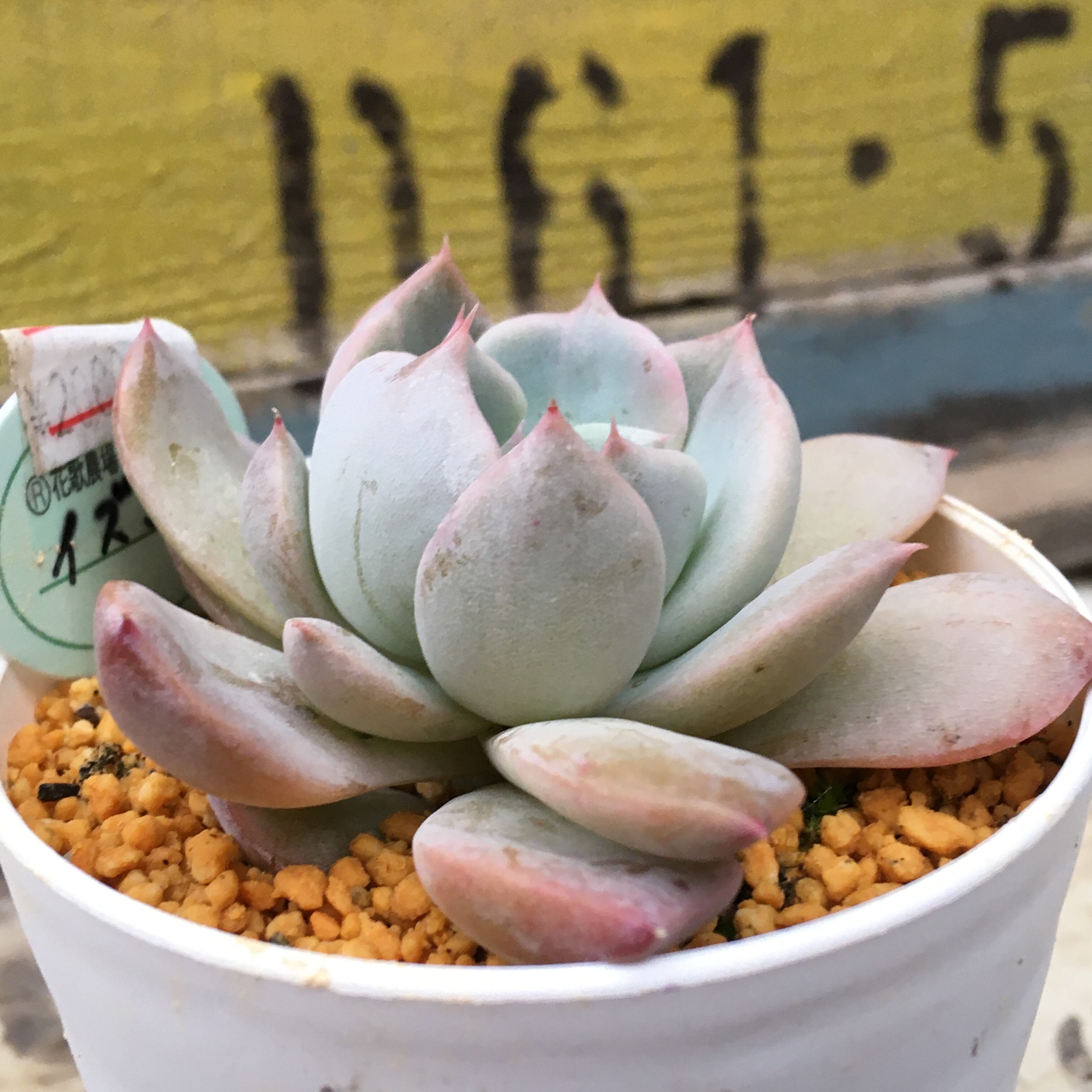 多肉植物 韓国苗 パクさん苗 ꫛꫀꪝ✧‧˚ LOVEDay‼️