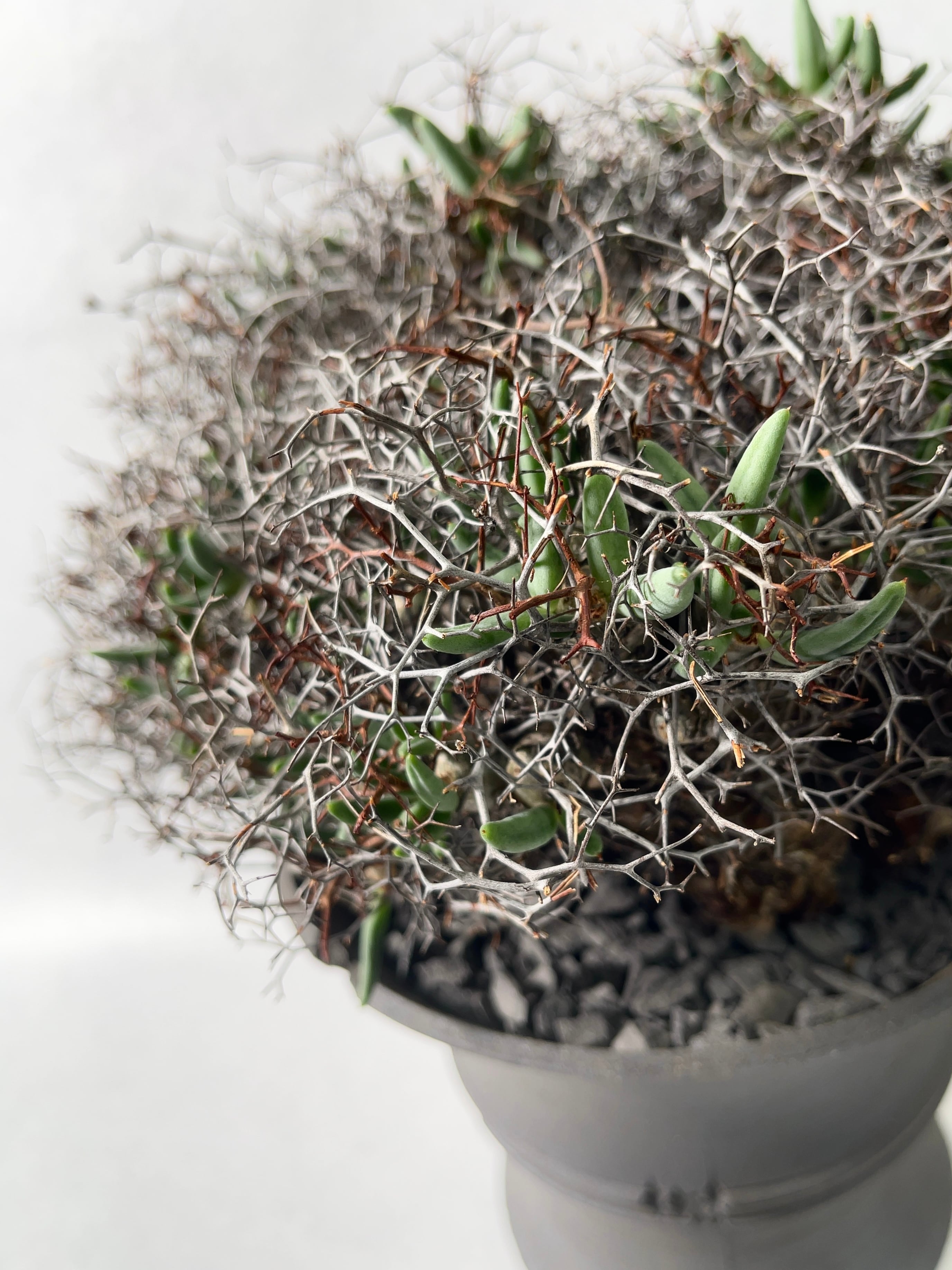 チレコドン・レティキュラーツス | trigger