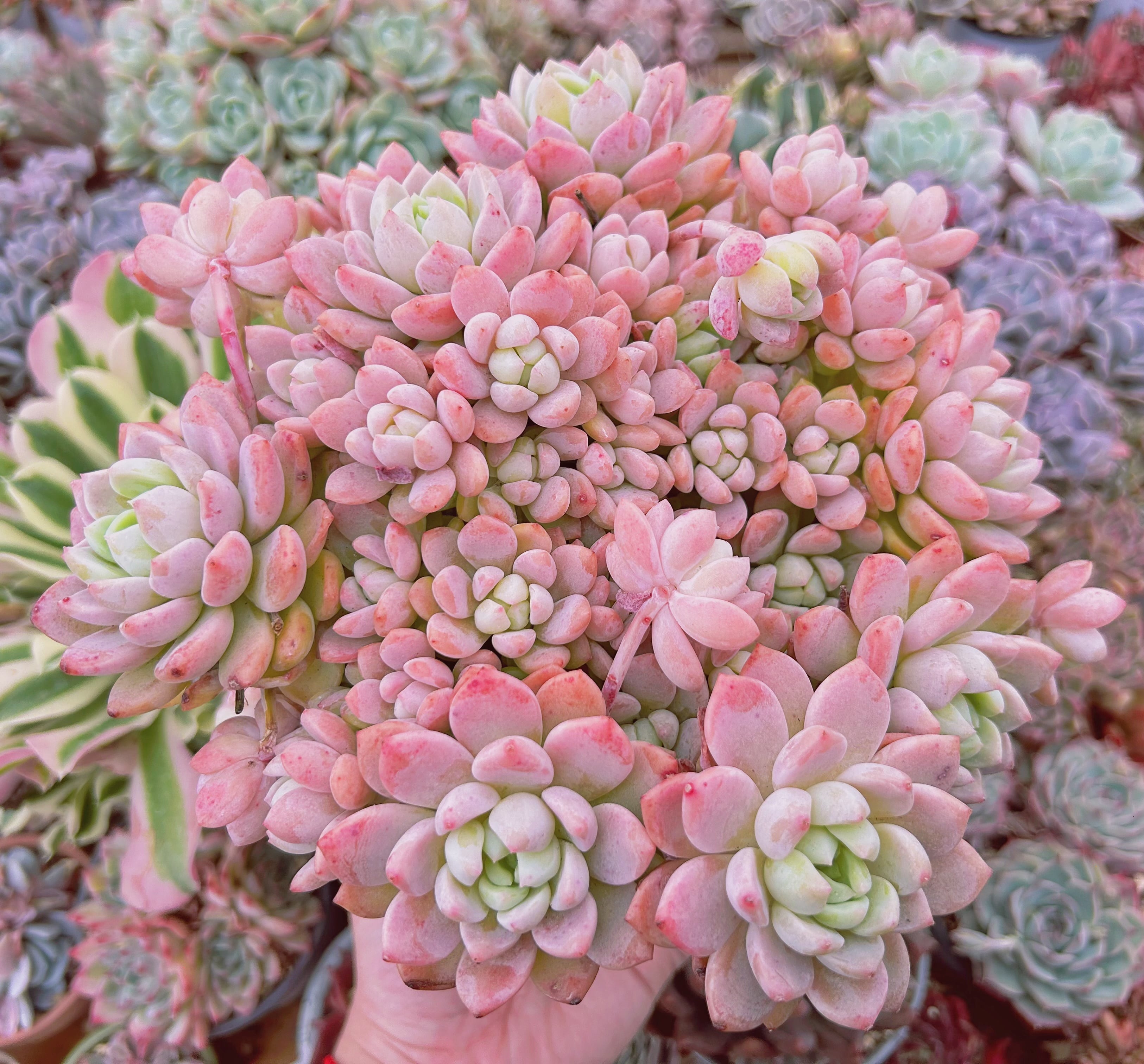 #026現物　多肉植物　プロリフェラxラウル　特大