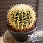 【発根済】24cm 金鯱 サボテン 8号 ドライガーデン 金シャチ キンシャチ 陶器鉢 0823BK