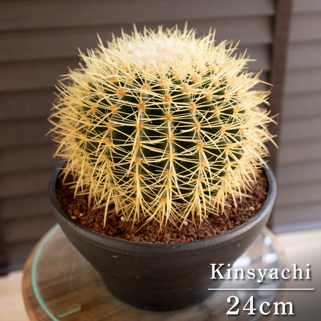 柱サボテン ブランチ 鬼面角 6号 陶器鉢 Branch サボテン 観葉植物 0731BK