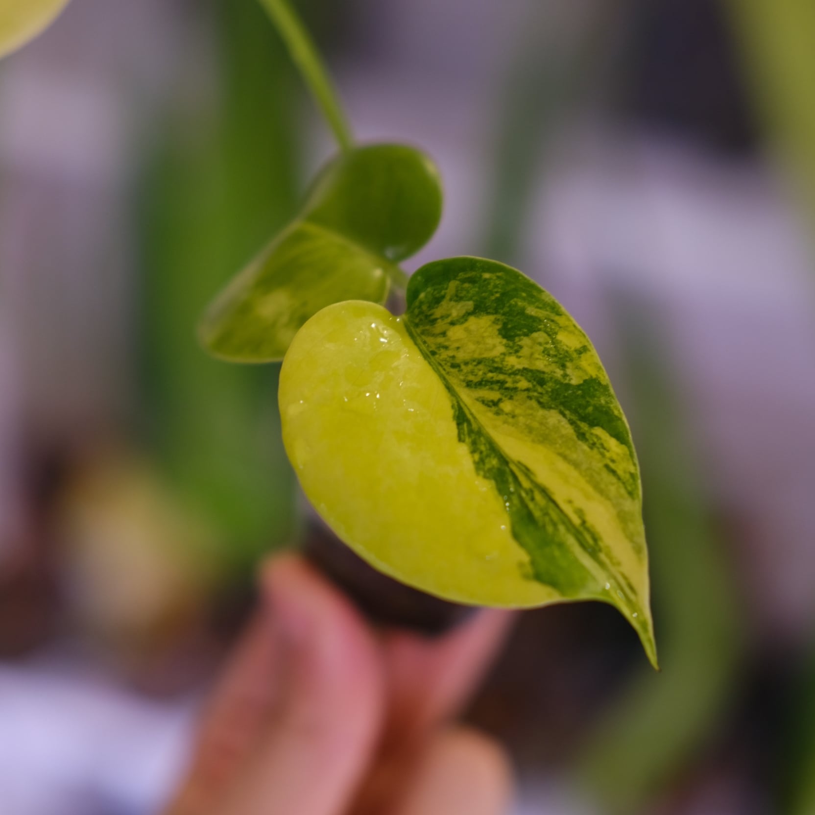 Monstera 'Yellow Marilyn'②｜モンステラ イエロー マリリン｜観葉