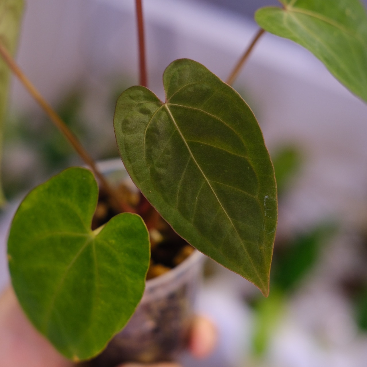 【希少】Anthurium Ace of Spades / アンスリウム エース オブ スペード⑨│観葉植物