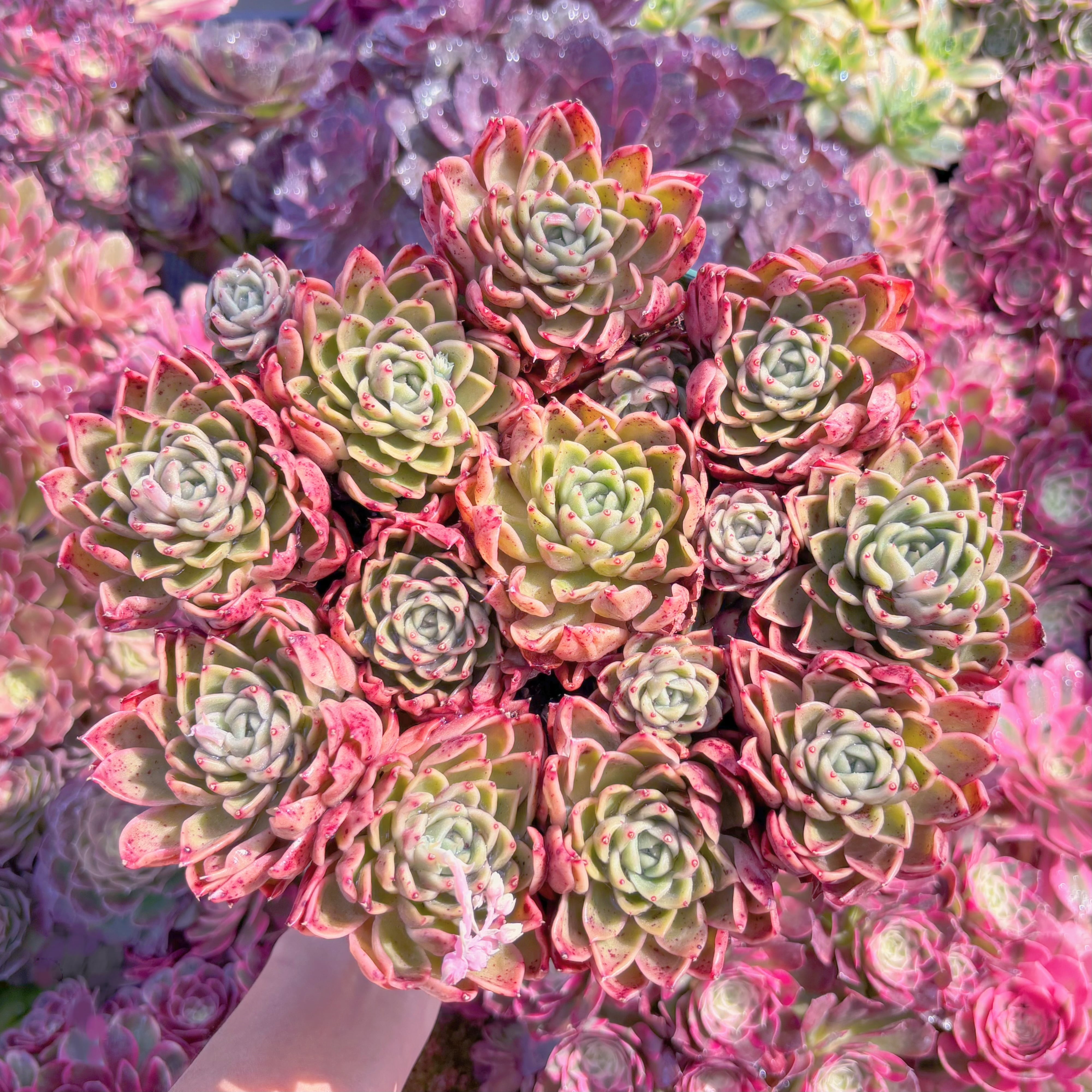 現品　緋色の魔女#K498　新入荷　るる農園