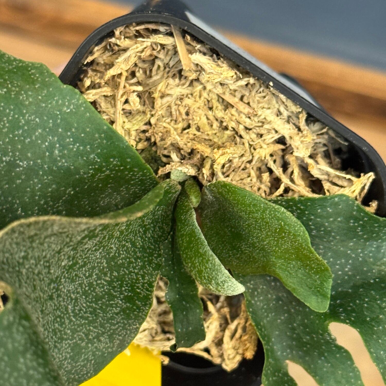 ビカクシダ Platycerium Ginka【511】 | PROTOLEAF プロトリーフ