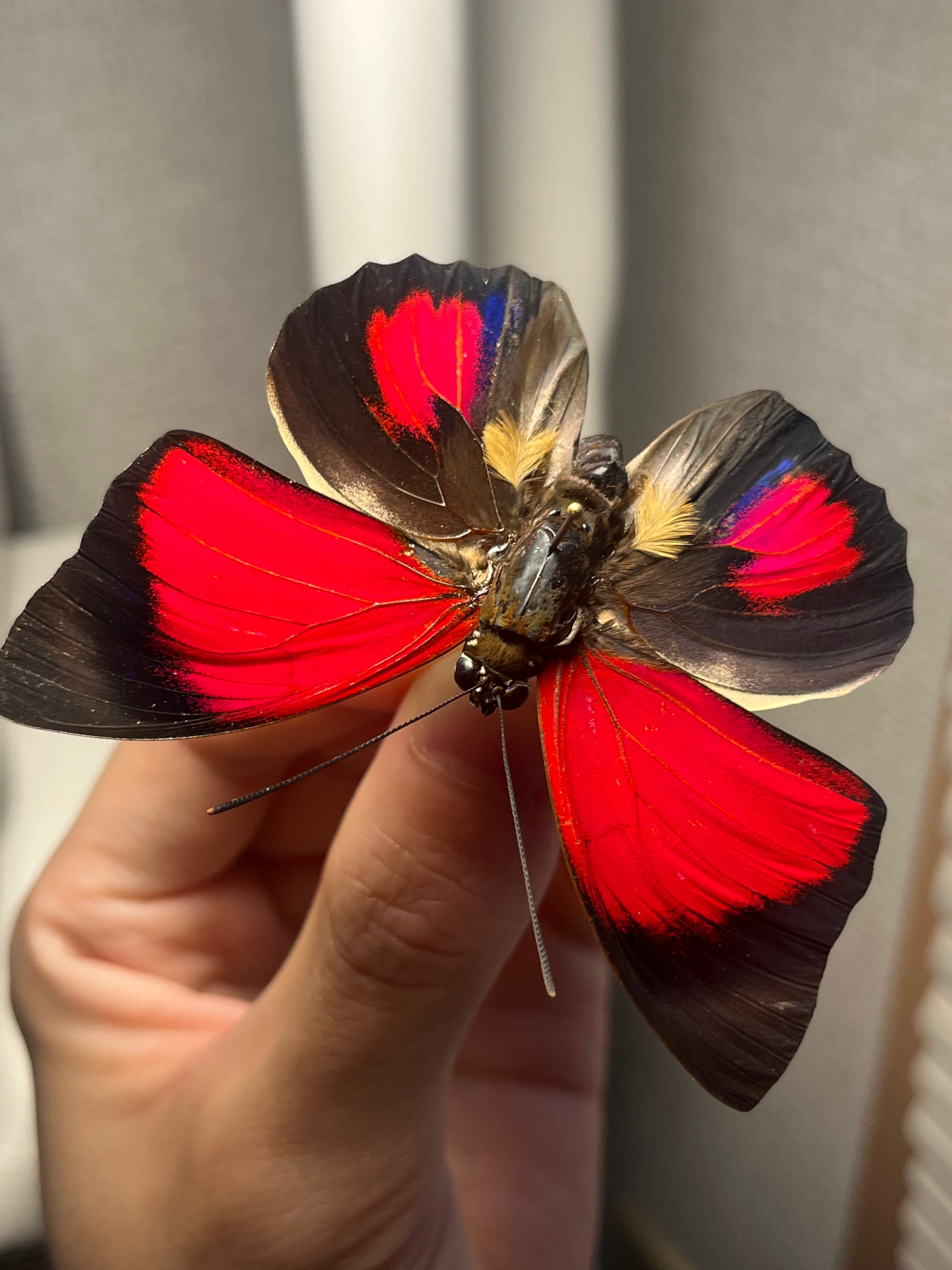 アグリアスクラウディナクロエサス♂ ミイロタテハ 蝶標本 甲虫 昆虫