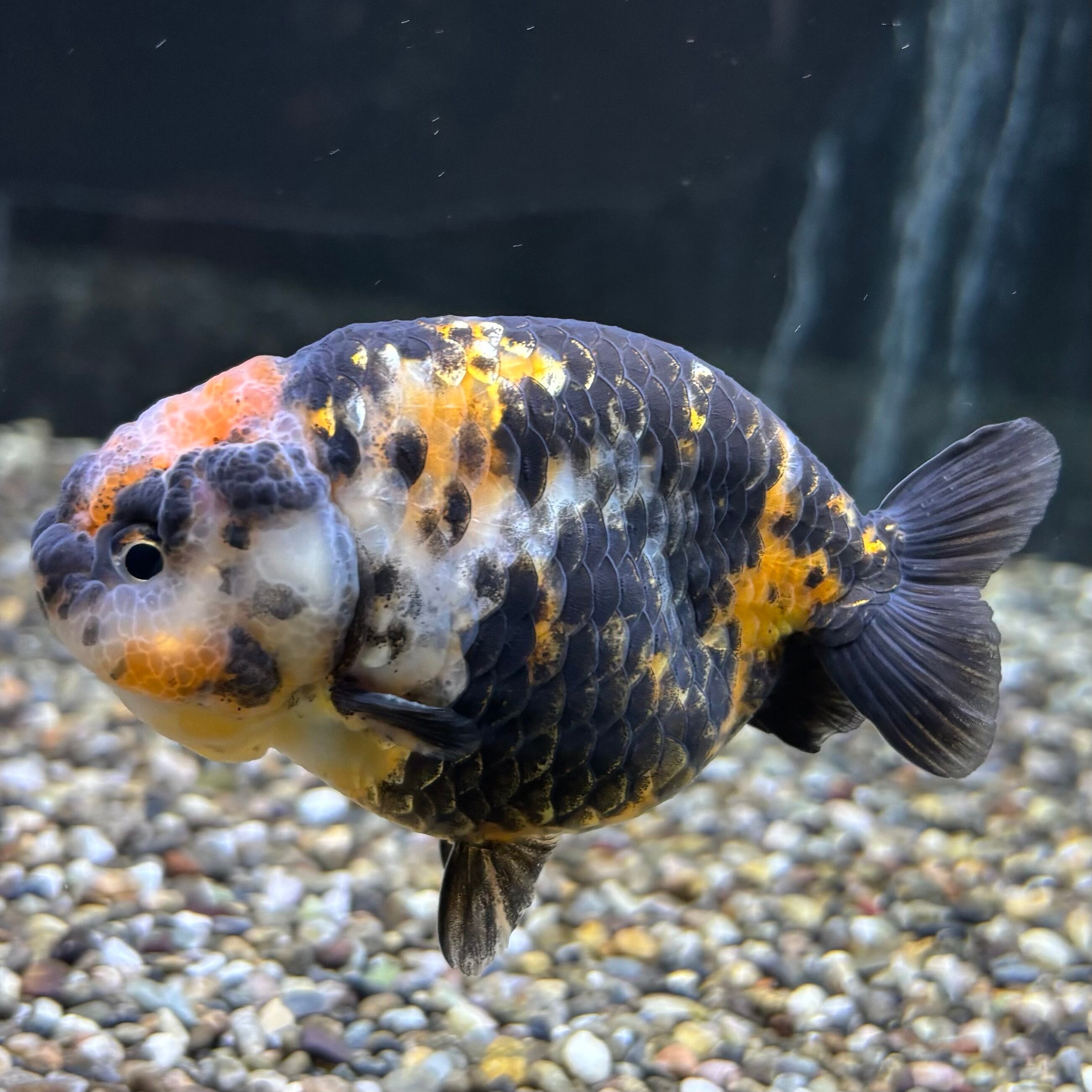 ☆金魚屋龍航☆ラスト一匹特大江戸錦18センチ 金魚の