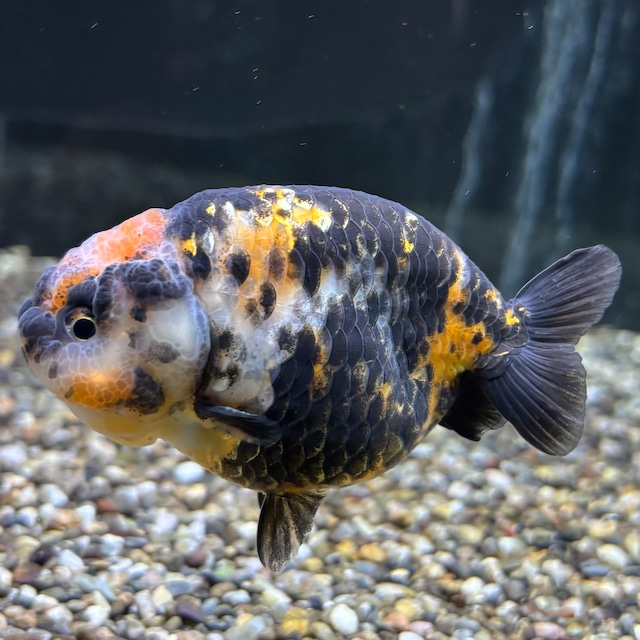 江戸錦　９ｃｍ