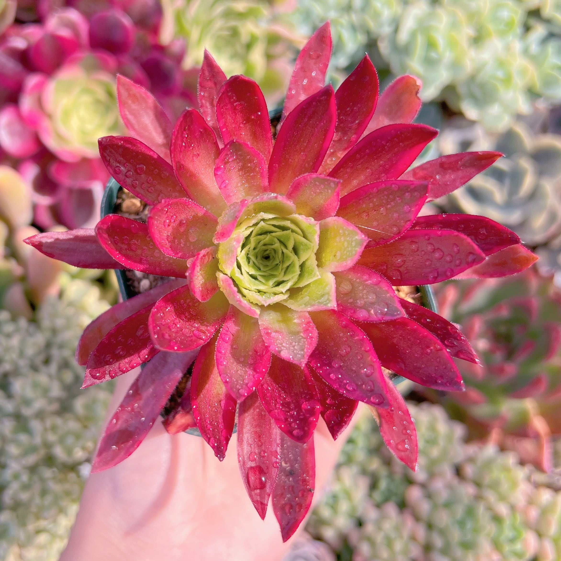 現品　鳳凰錦#794　るる農園