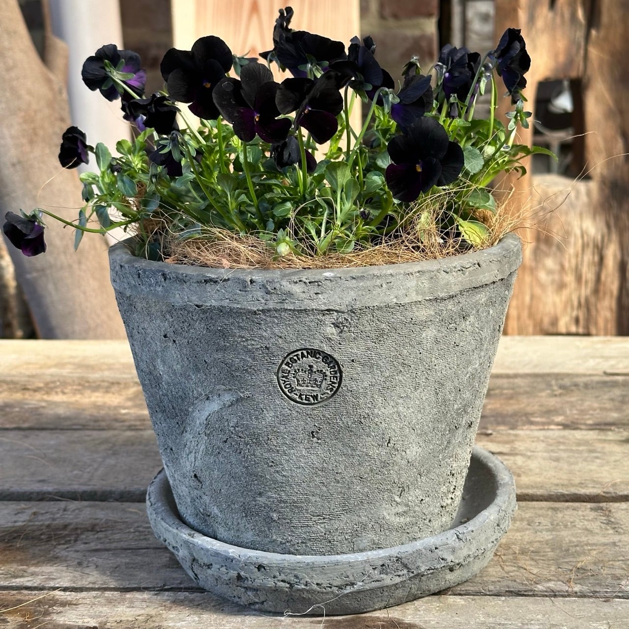 セット⑤, ⑥｜キューガーデンのずっしり鉢にビオラ《 ブラック