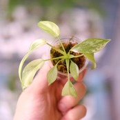 Philodendron Radiatum x Florida Beauty x Mayoi / フィロデンドロン