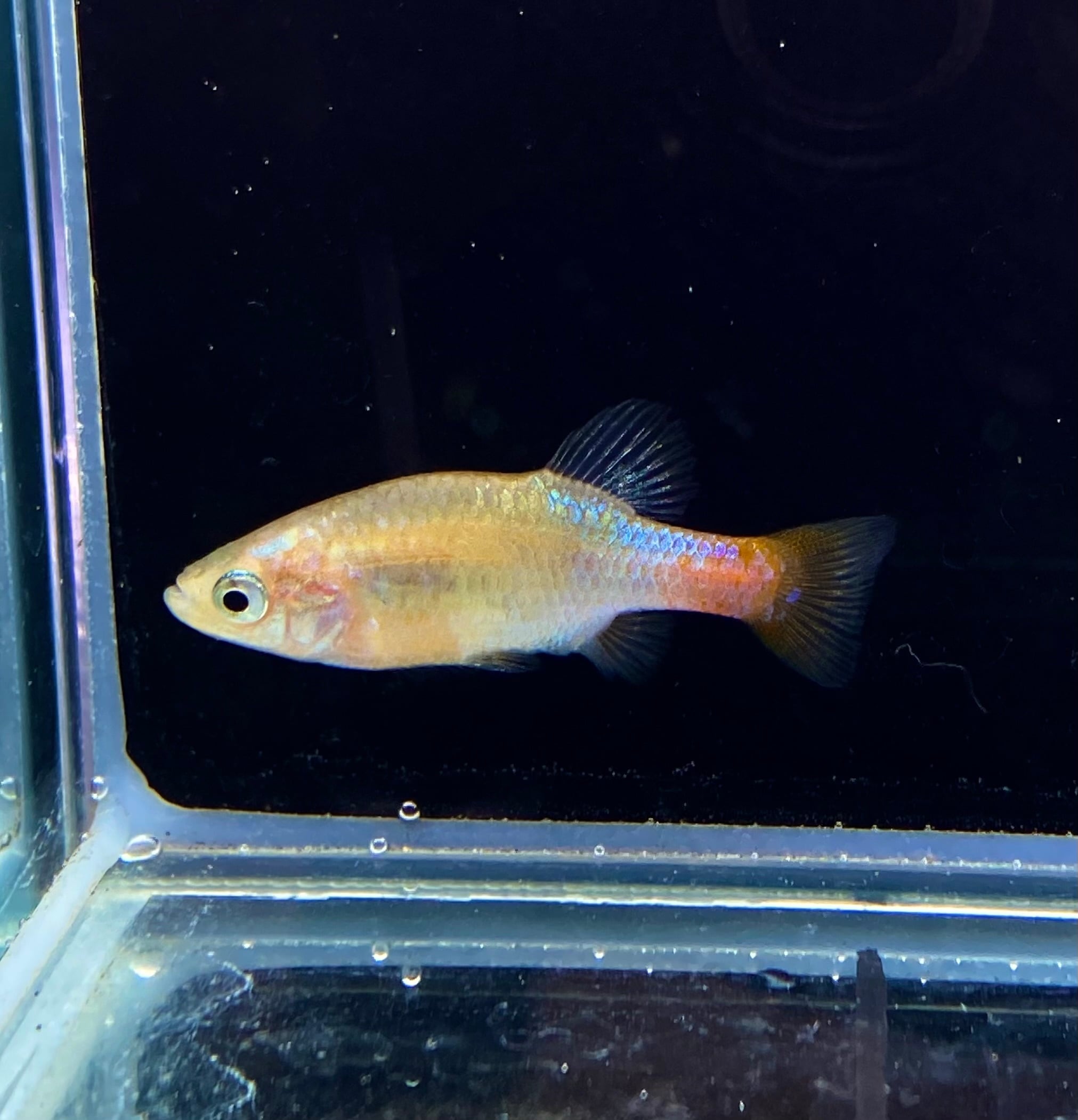 真胎生めだか ハイランドカープ 1ペア | アクアショップあんじゅ