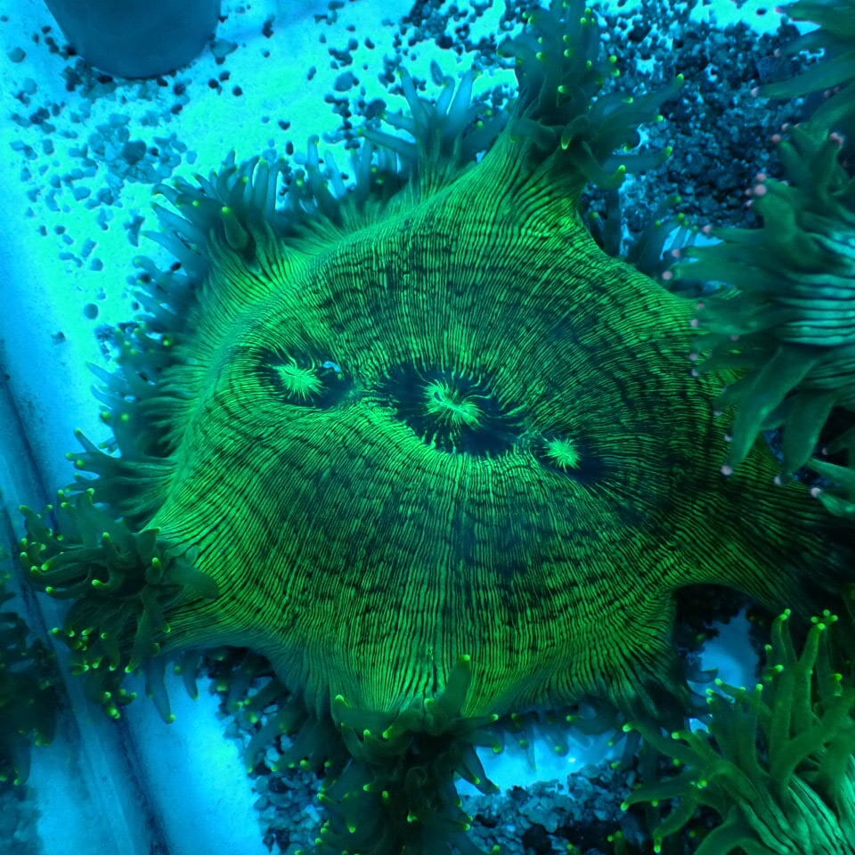 コハナガタサンゴ | HOUSE REEF(ハウスリーフ)サンゴ・海水魚・海藻