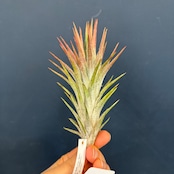 チランジア イオナンタ バンハイニンギー【1070】