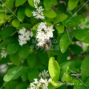 花の蜜を吸う蜂（マルハナバチ）  Bees that suck nectar from flowers (bumblebees)
