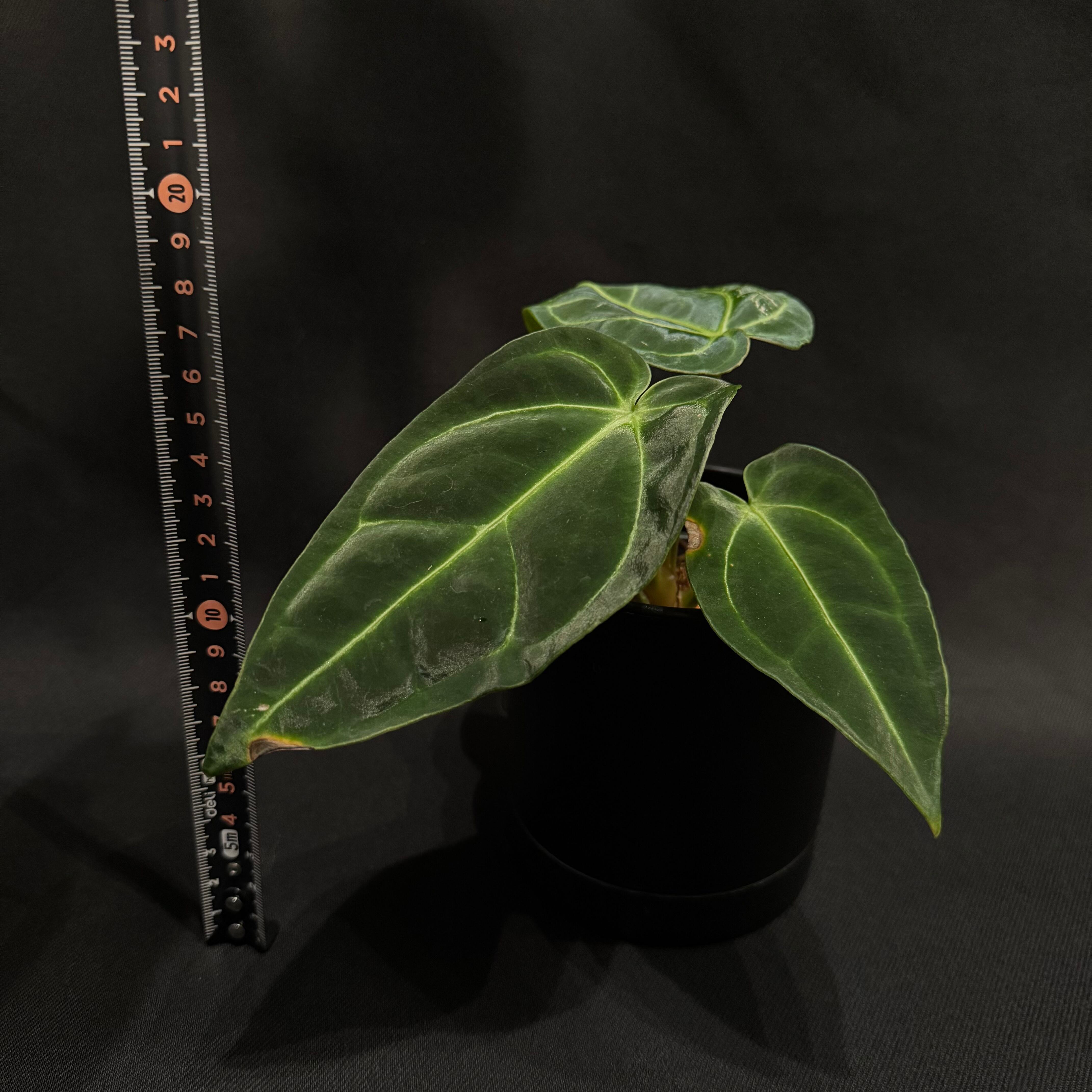 アンスリウム レガレ Anthurium regale | Pay ID アンスリウム レガレ Anthurium regale | Pay ID
