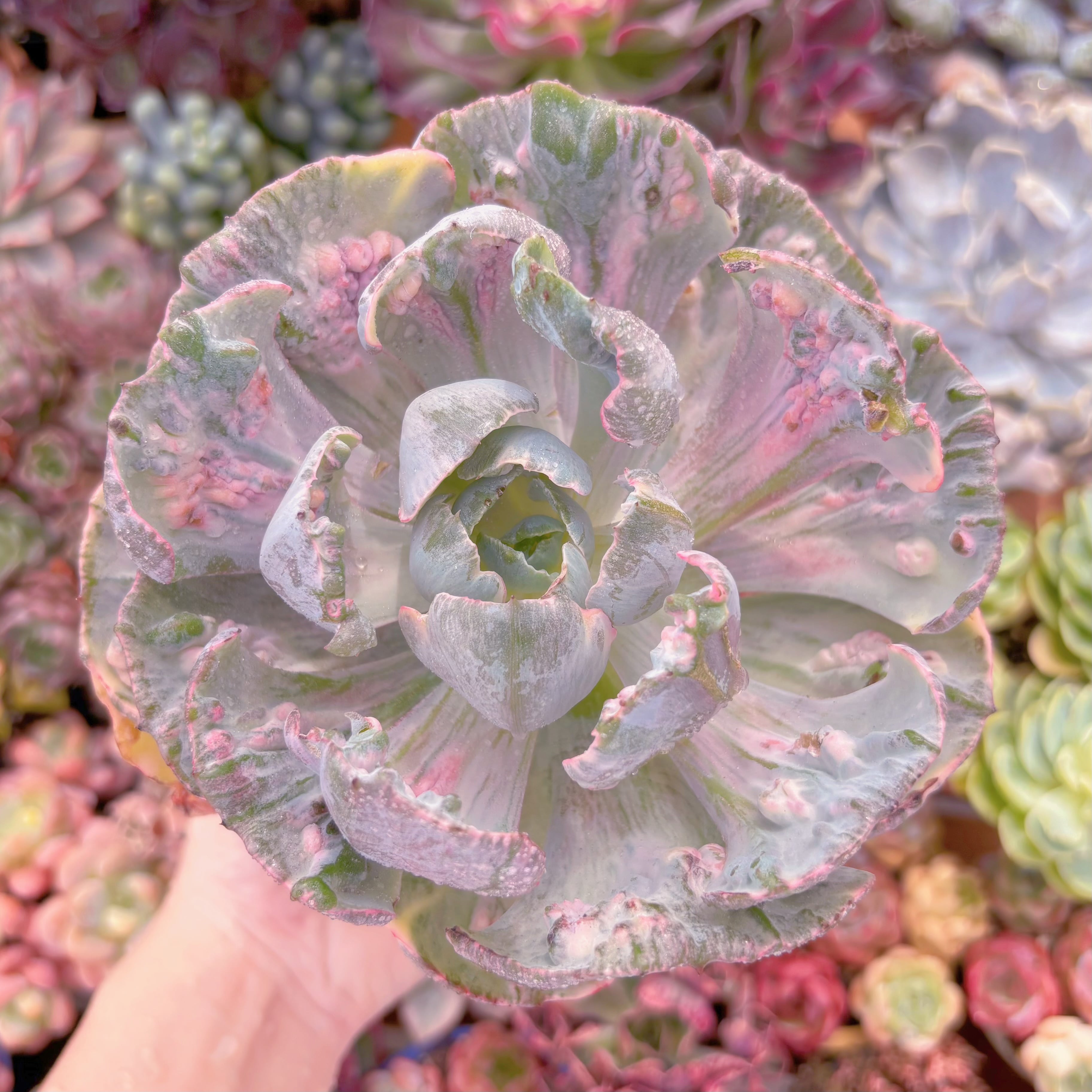 現品　ビヨンセ錦#692　特大苗　新入荷　るる農園