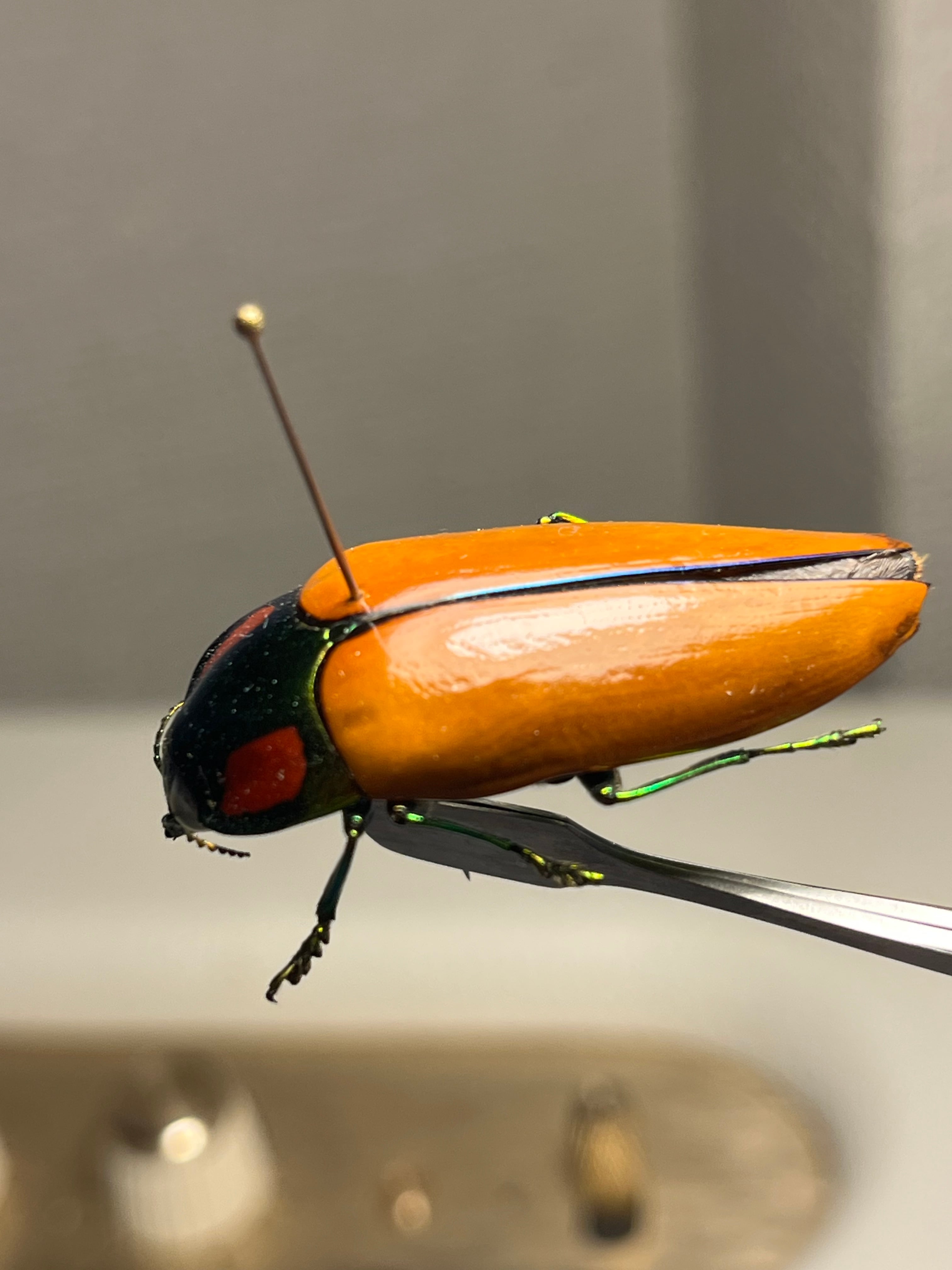 38mm】種小名にも王の意を持つオウサマムカシタマムシ 標本タマムシ