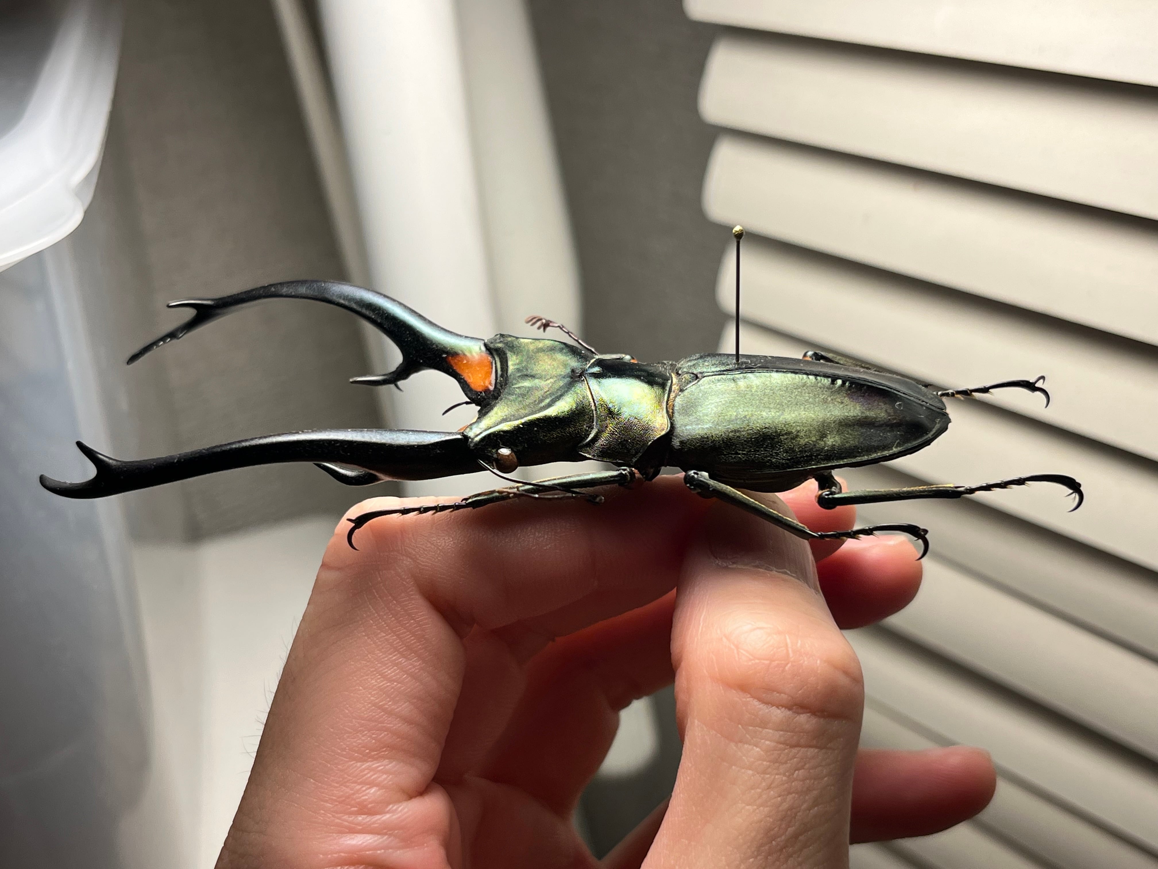 102mm】エラフスホソアカクワガタ Cyclommatus elaphus 紅鹿細身赤鍬形