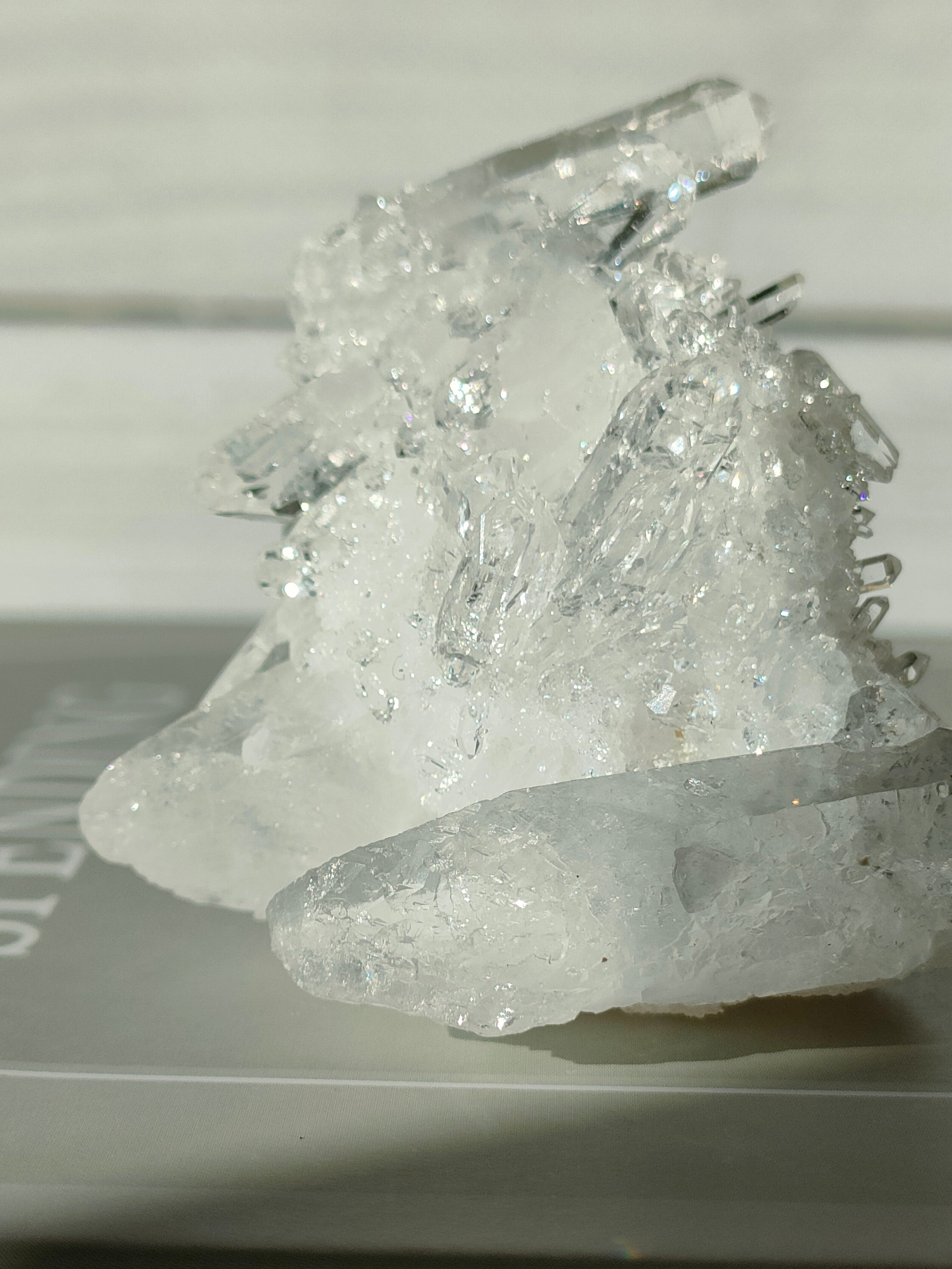 トマスゴンサガ産 ミニクラスター