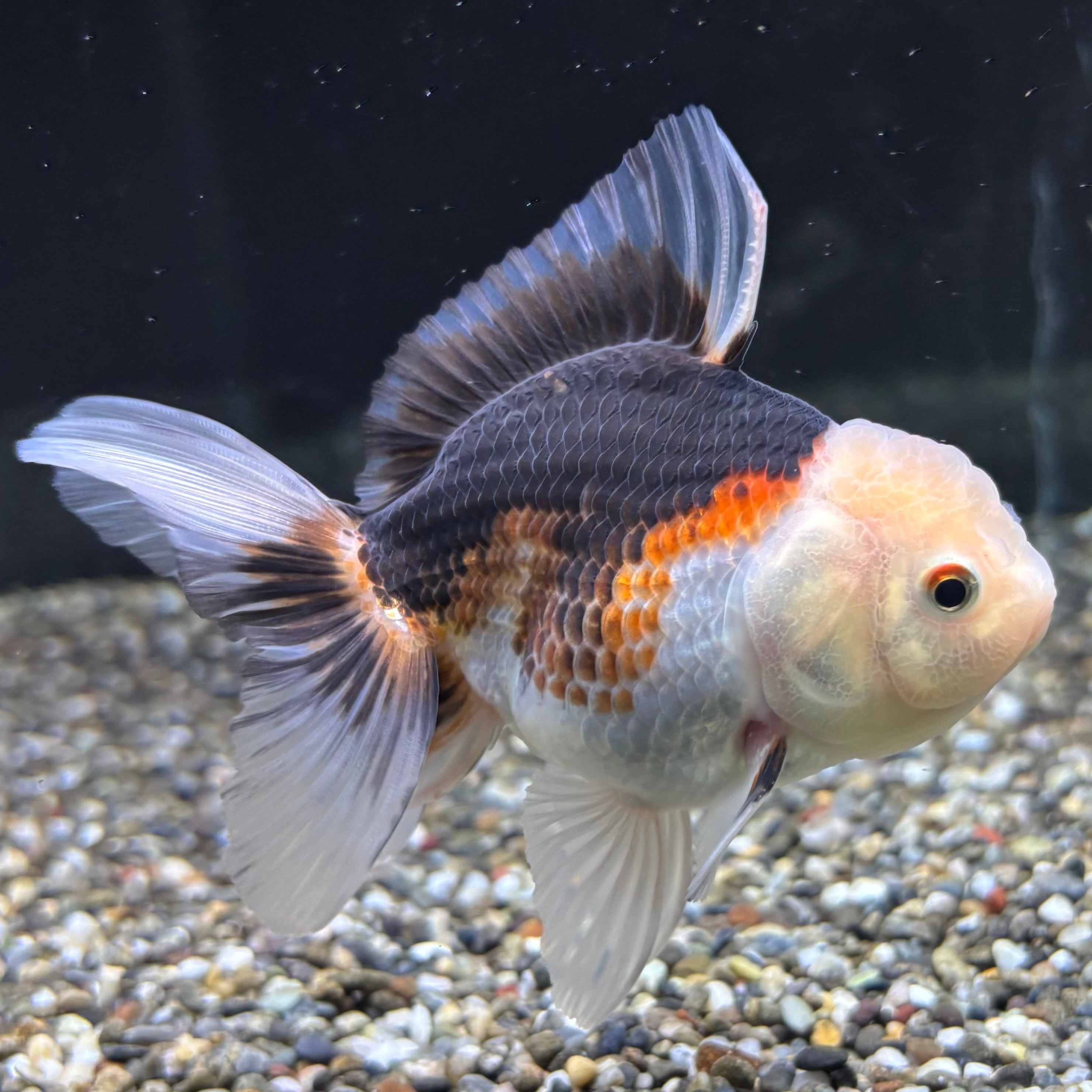 トリカラーオランダ 11cm