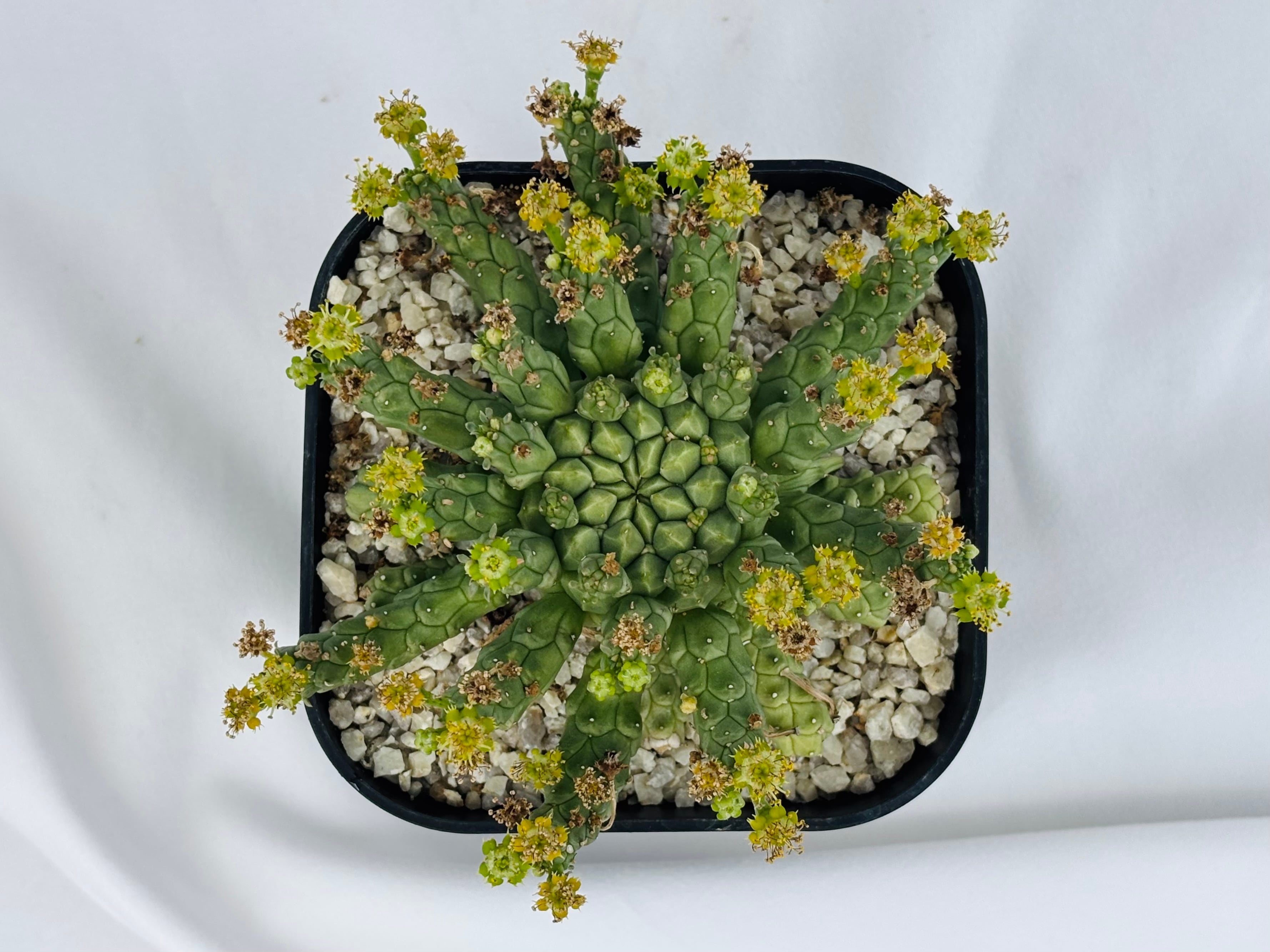 Euphorbia gorgonis ユーフォルビア ゴルゴニス 多肉植物 | plants