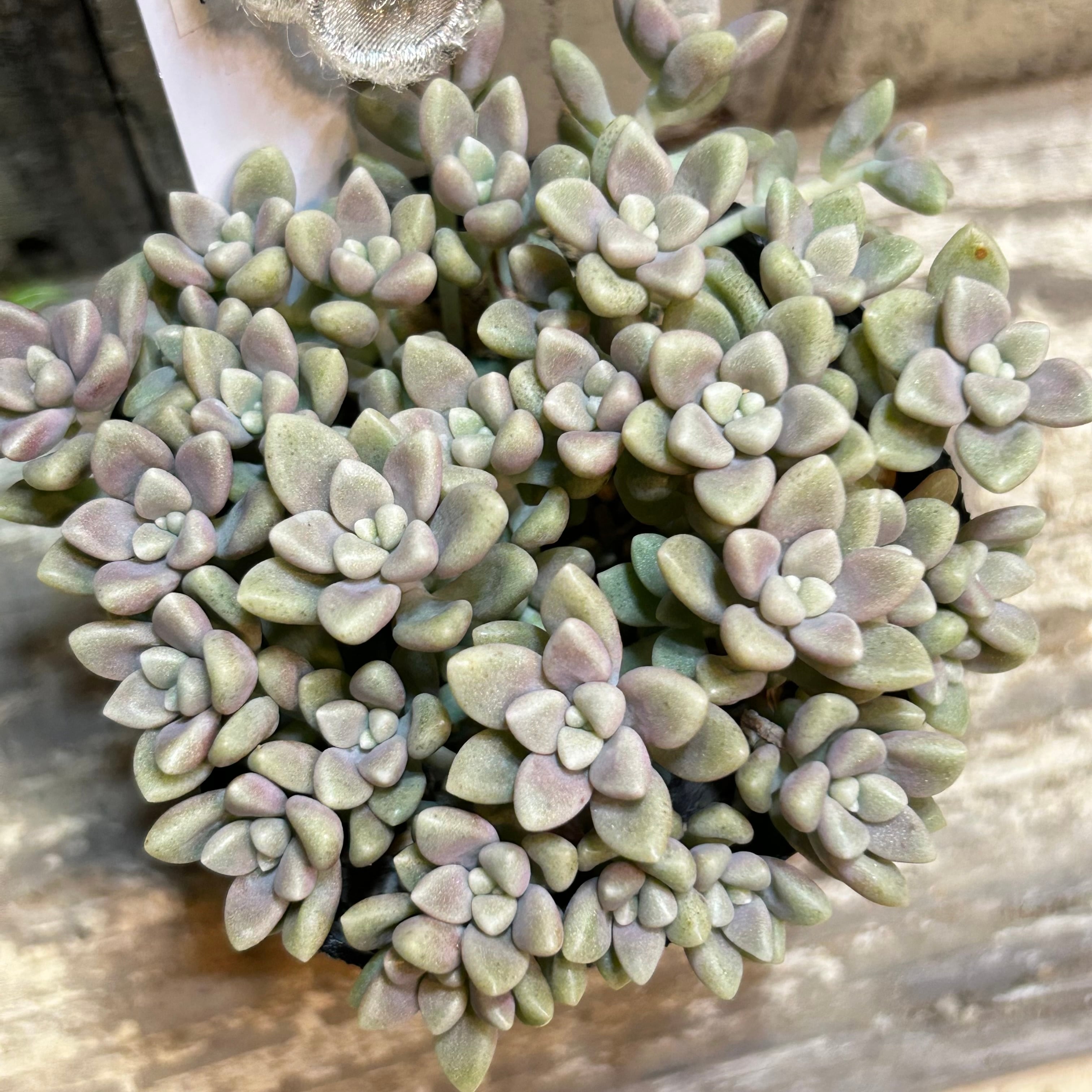 姫秀麗 | RuPo 多肉植物専門店