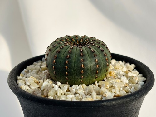 Frailea castanea　フライレア　士童　サボテン