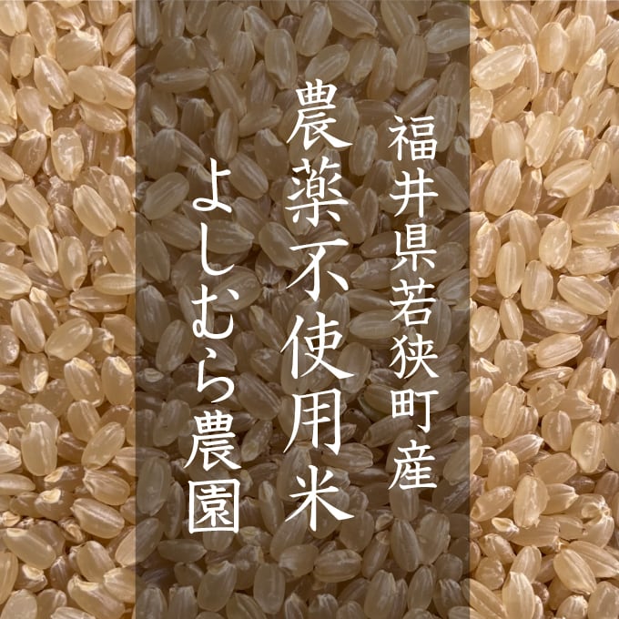 梶谷米穀店は、北九州で安心安全な無農薬・特別栽培米の玄米扱う、創業