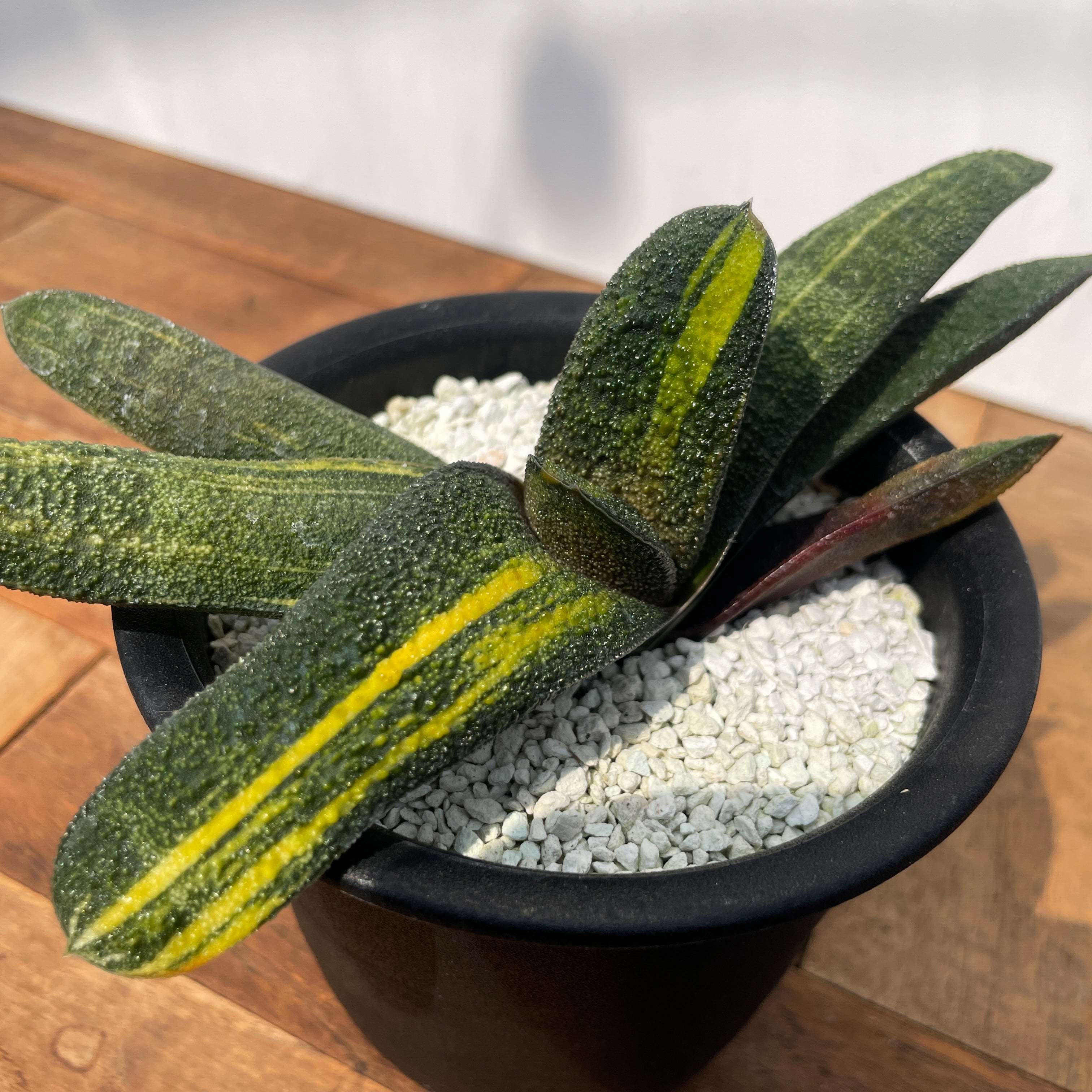 ガステリア ダルマ春鶯囀錦 達磨春鶯天錦 gasteria 多肉植物 臥牛
