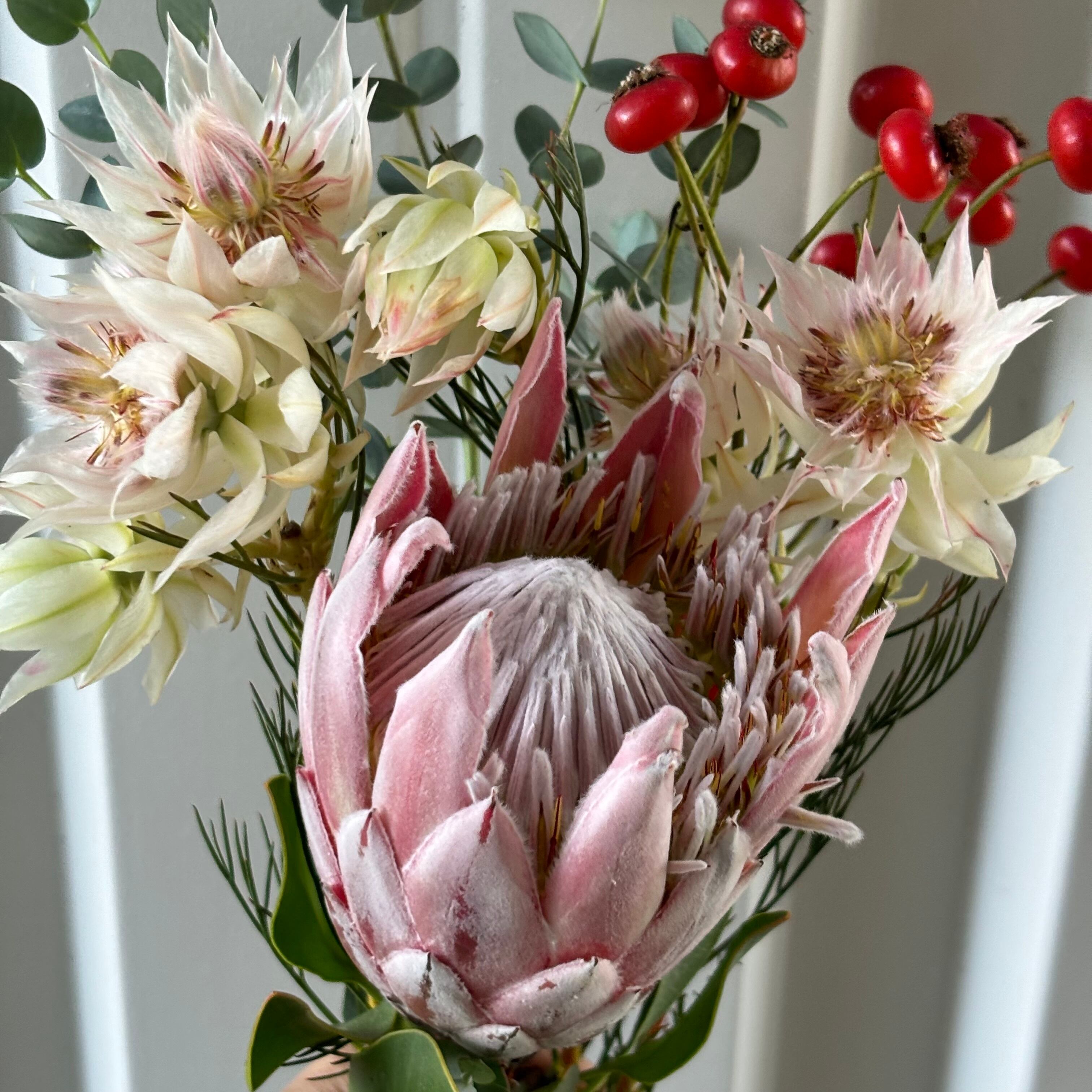 限定ブーケ 10/22-25出荷】 キングプロテア入り 1束 | 新鮮お花問屋 Jp  