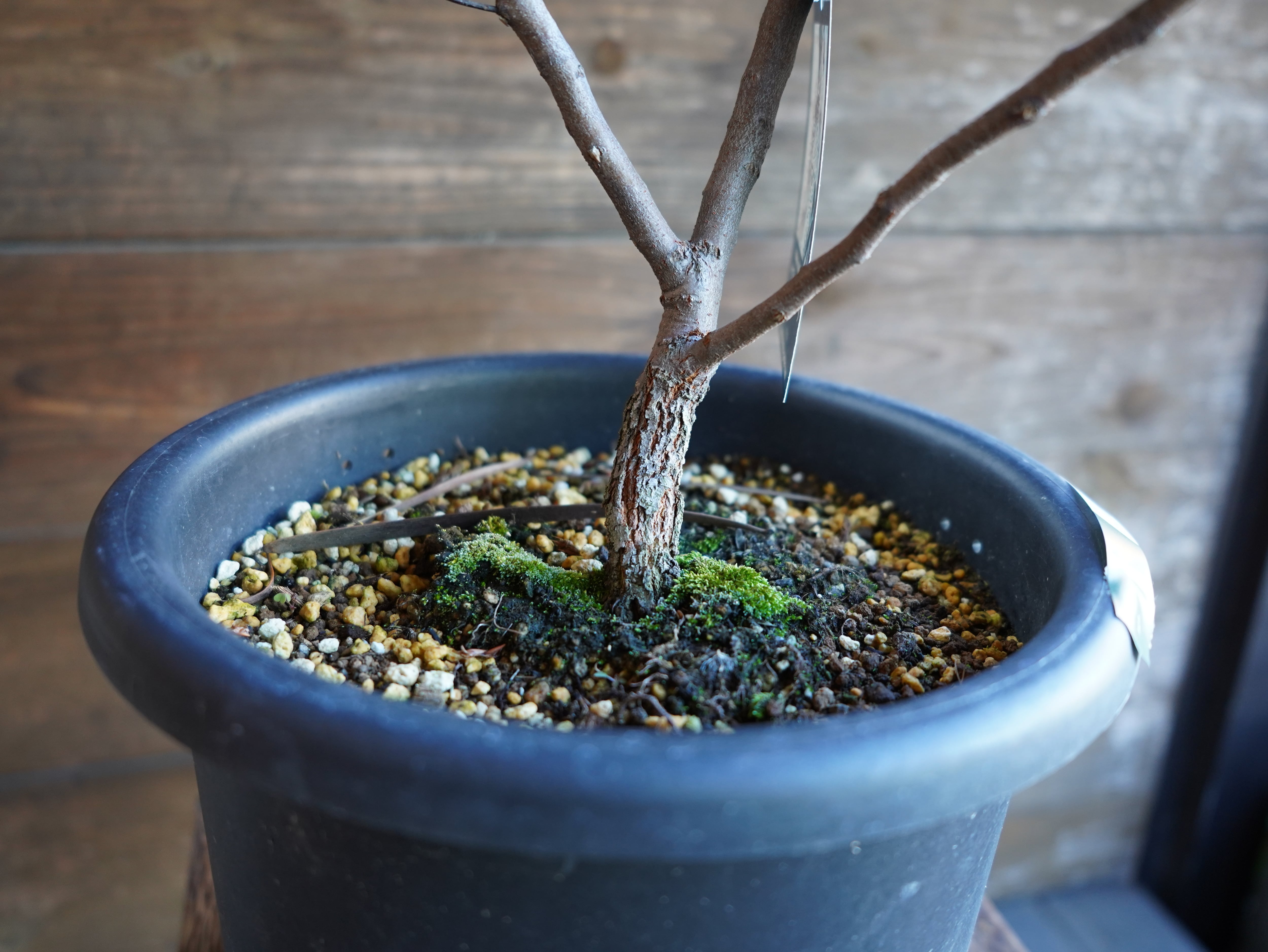 【現物】ハケア　”マルチリネアータ”