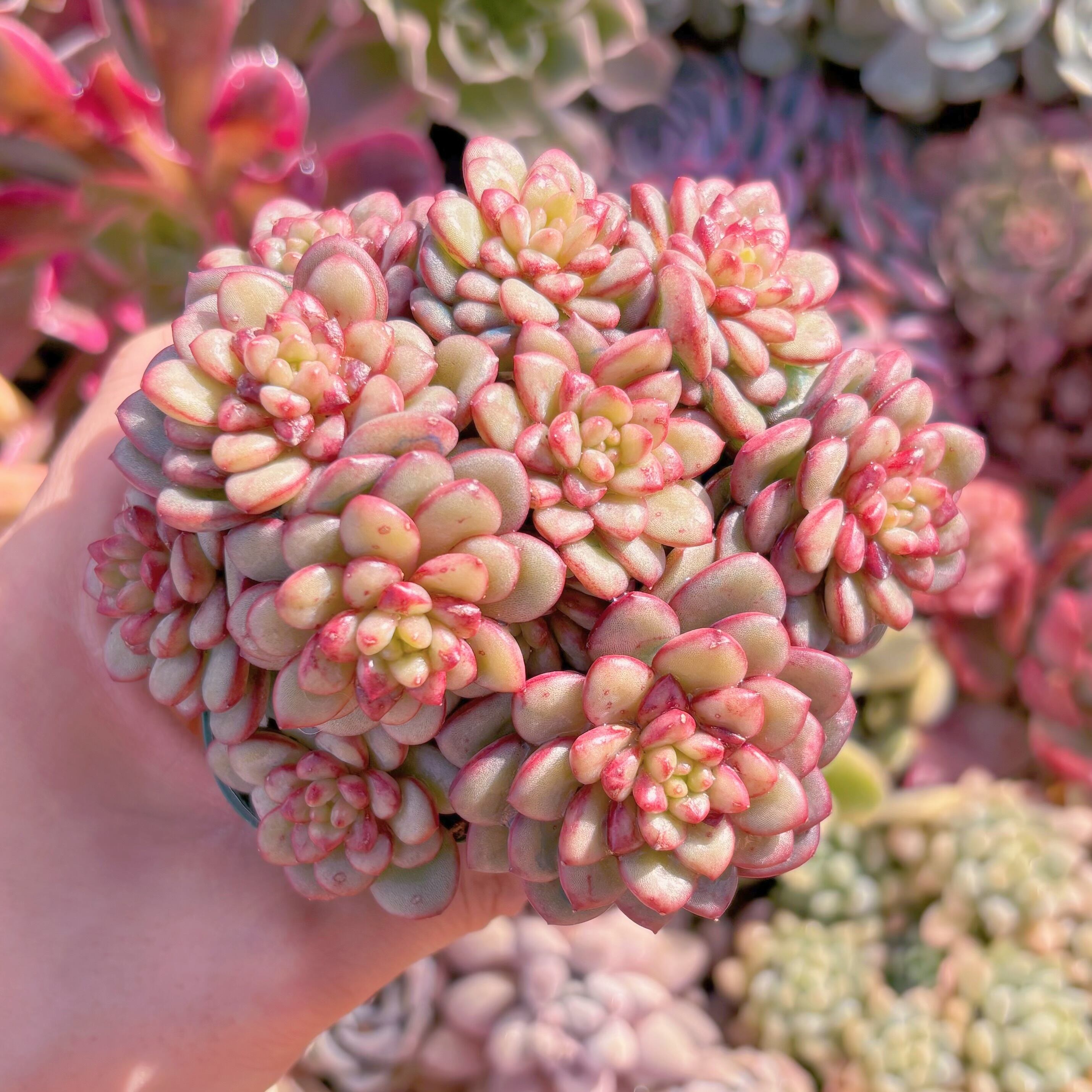 現品　Adam#780　大群生　るる農園