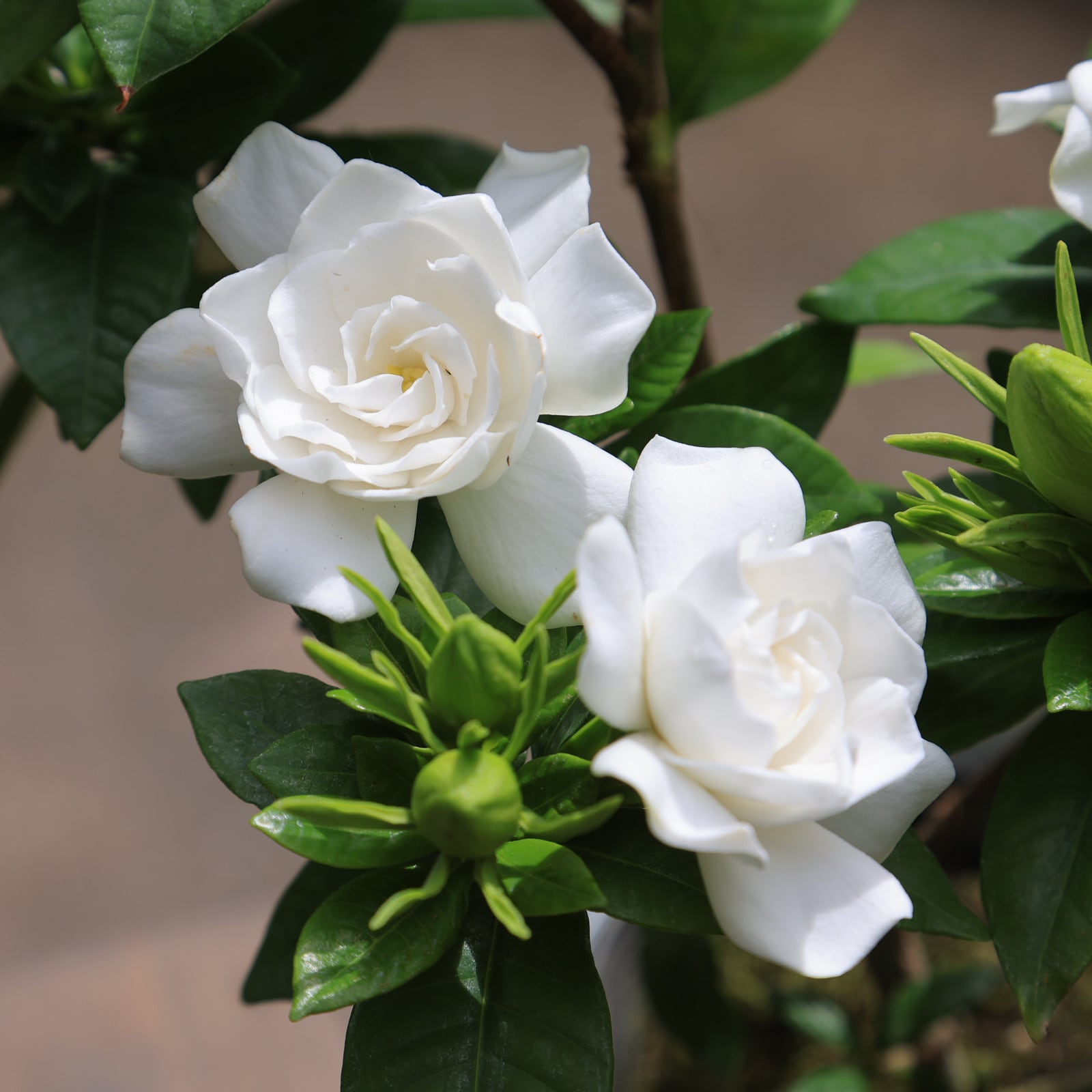 クチナシ○八重咲きクチナシ 甘い香り 香りのよい花を咲かせる 常緑花