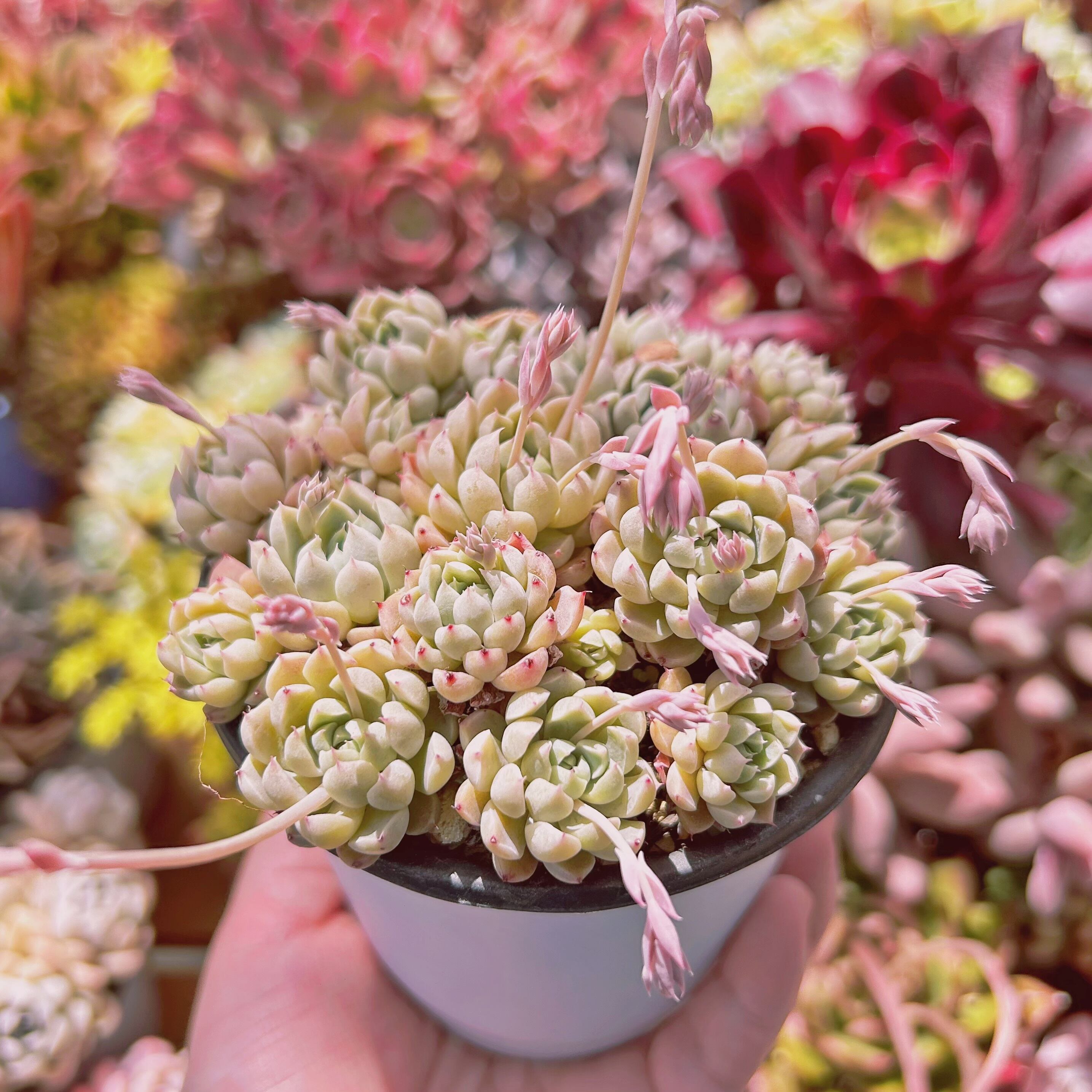 725現物 多肉植物 メキシコミニマ 抜き苗 | るる農園~多肉植物専門