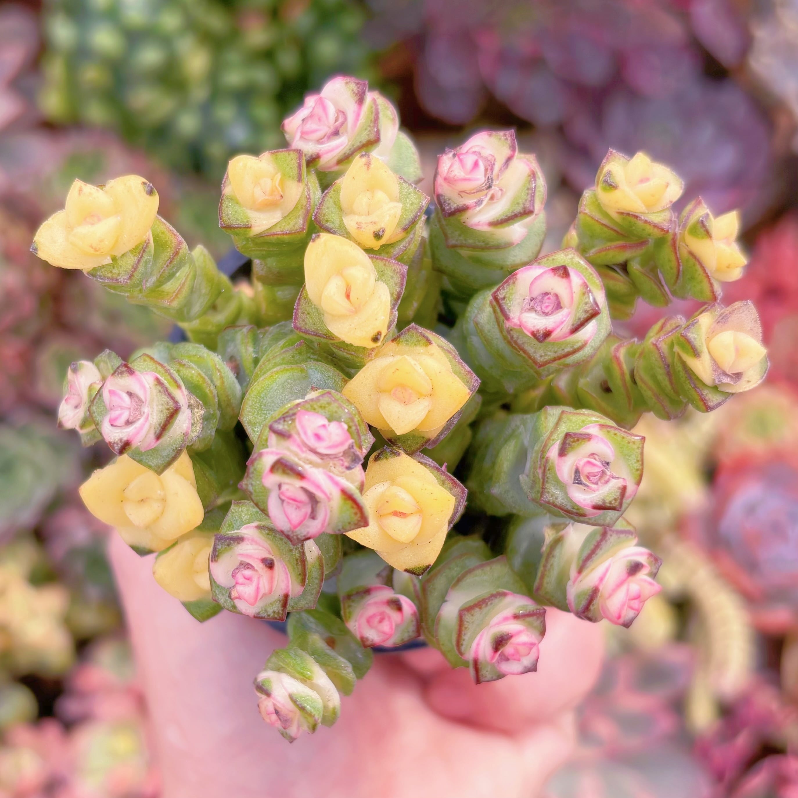 現品　ファンタジー錦#D08　るる農園