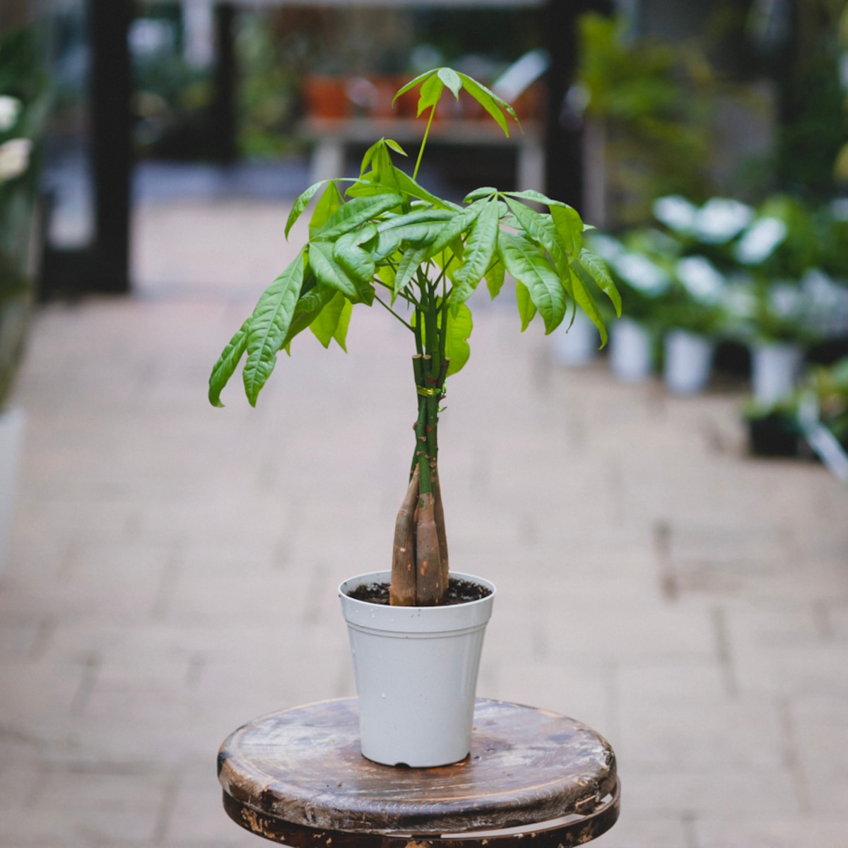 パキラ 編み 初心者の方でも育てやすい観葉植物 4号 観葉植物 風水 インテリアグリーン原産地は熱帯、日当たりの良い場所に生育する常緑高木 ...