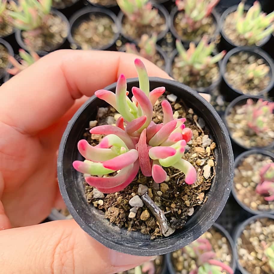 農園直売 多肉植物 寄せ植え ドロサンテマム 氷花錦（群）観葉植物