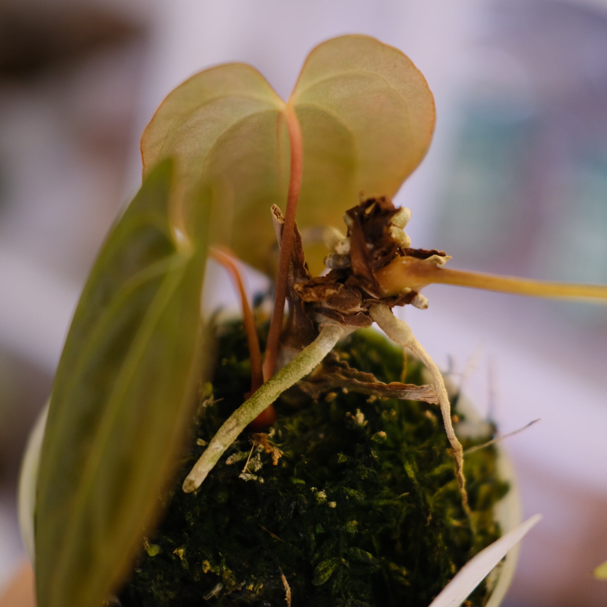 Papillilaminum(Fort Sherman) × Anthurium King of spades(KOS