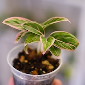 アグラオネマ ロータス ディライト / Aglaonema Lotus Delight⑥ / 観葉植物<育て方・花言葉>