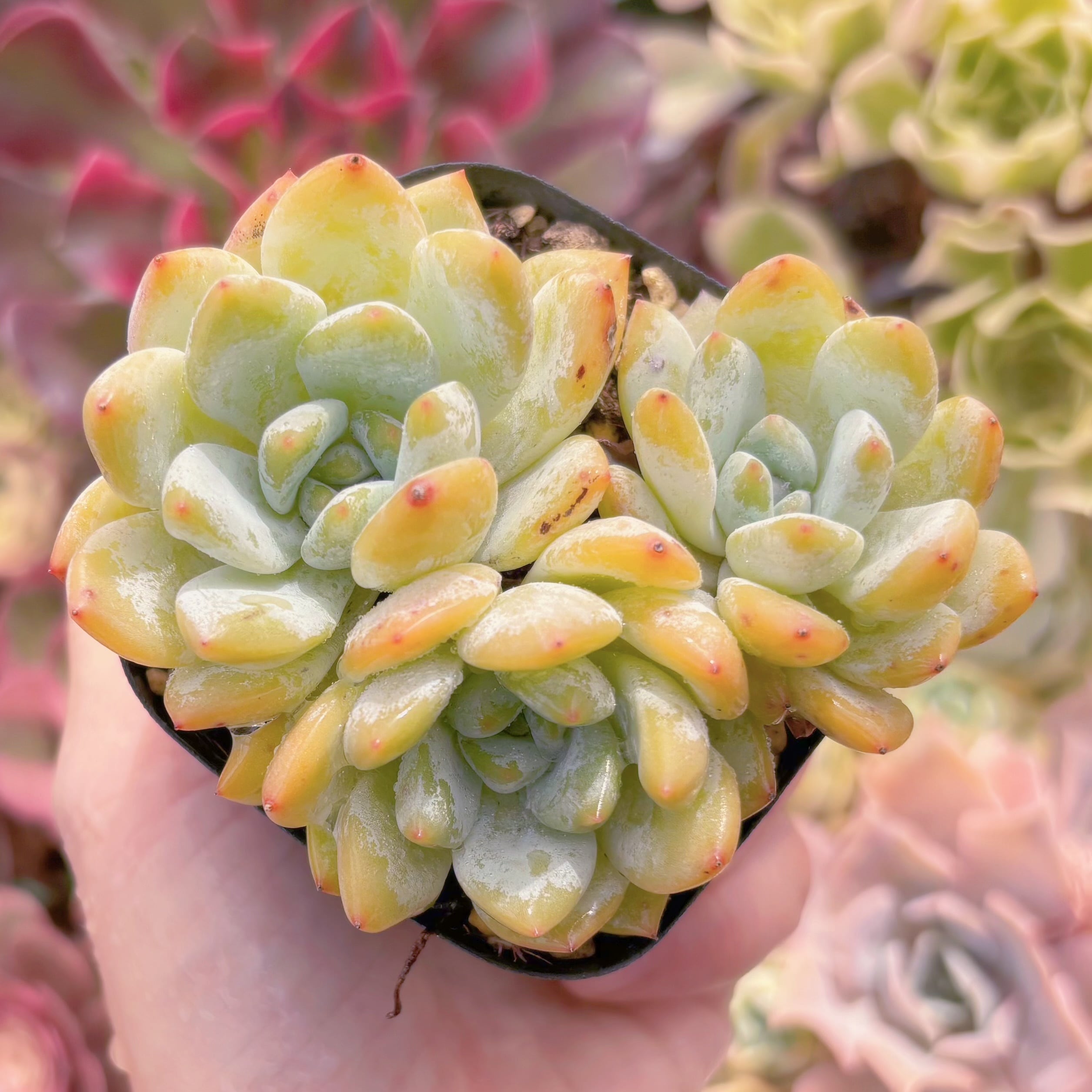 現品　ラウイx冷香#844　群生　るる農園