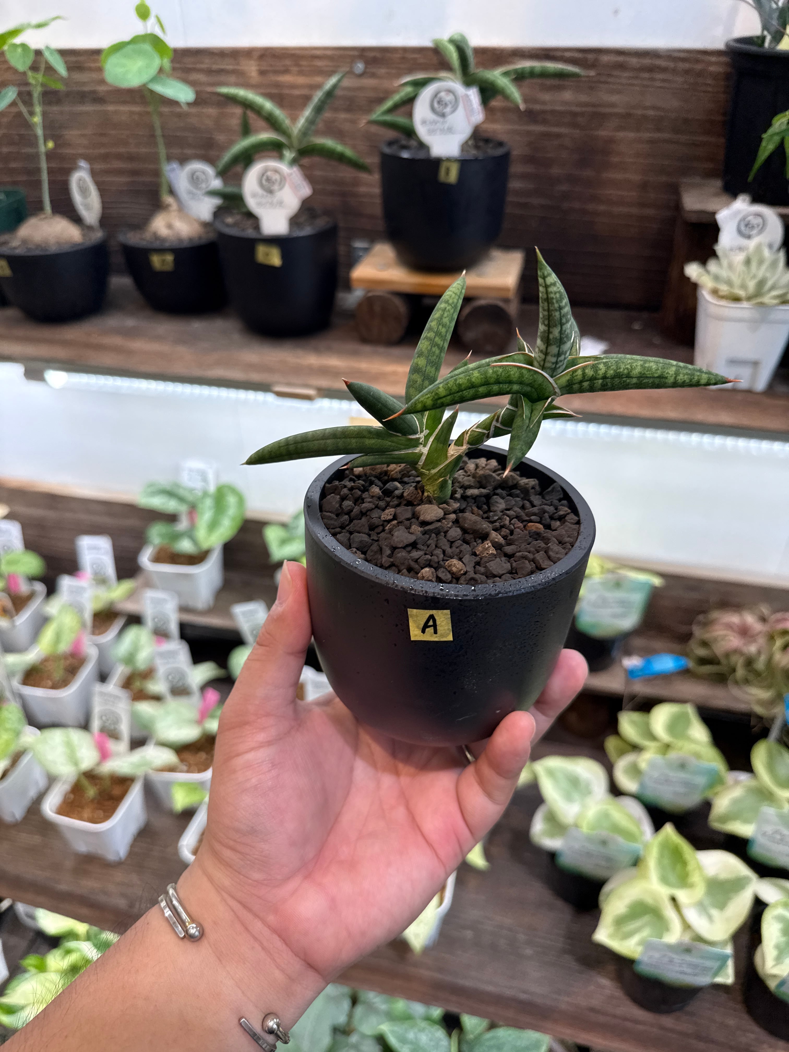 A サンスベリア ラブラノス 黒ポット植えセット | Gardenえん 【観葉